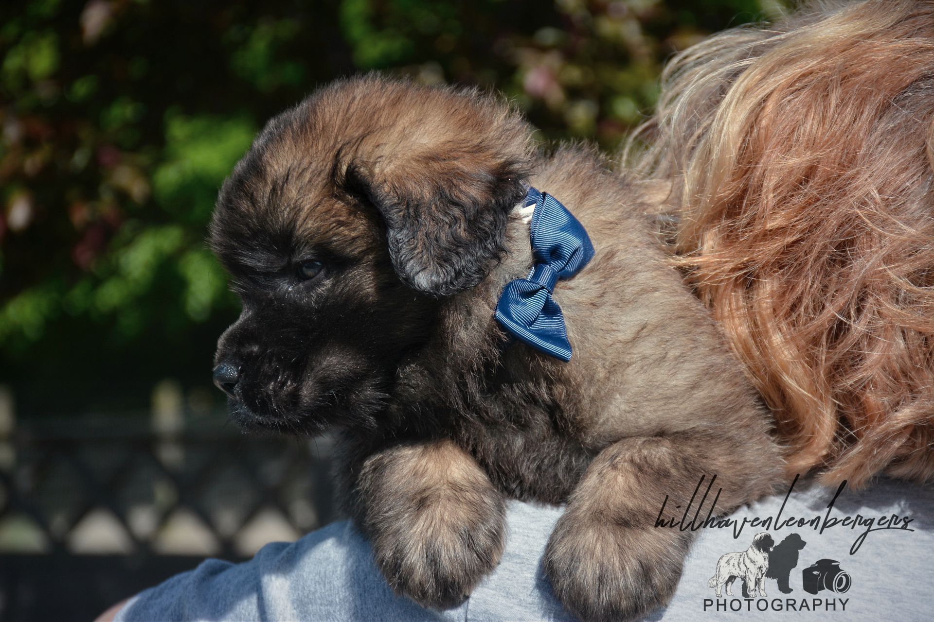 A fluffy, dark-brown puppy wearing a blue bow sits on a person's shoulder, with blurred background.