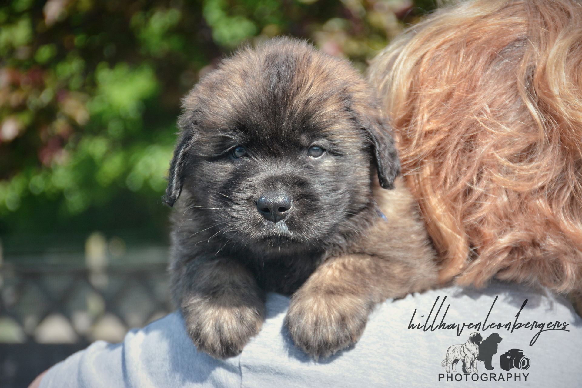 Brindle puppy resting on a person's shoulder, looking forward with a slight frown.