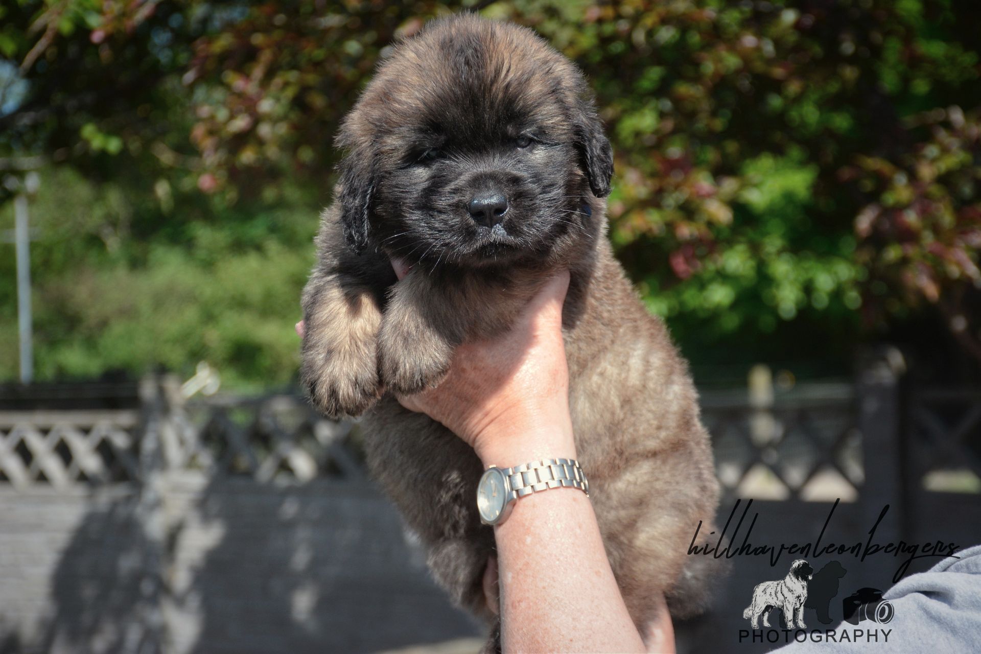 Puppy, brown and black fur, held up by a person's hand, outdoors.