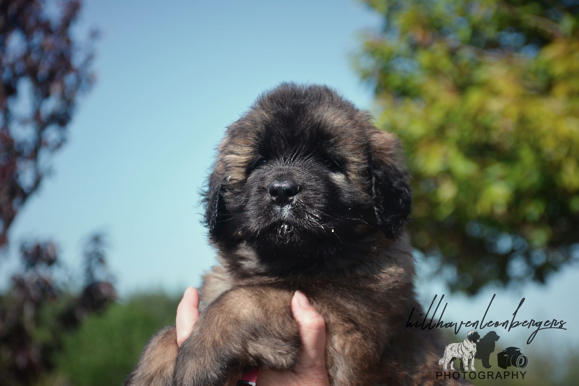 A fluffy brown puppy held outdoors against a blue sky, looking directly at the viewer.