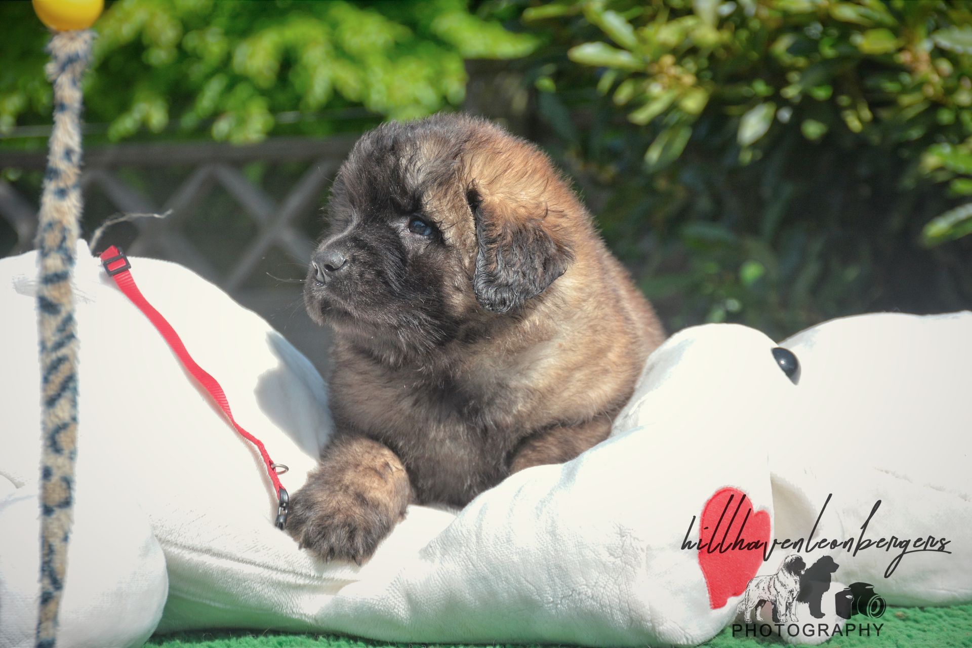 A fluffy brown puppy sits on a white teddy bear, outside with green foliage in the background.