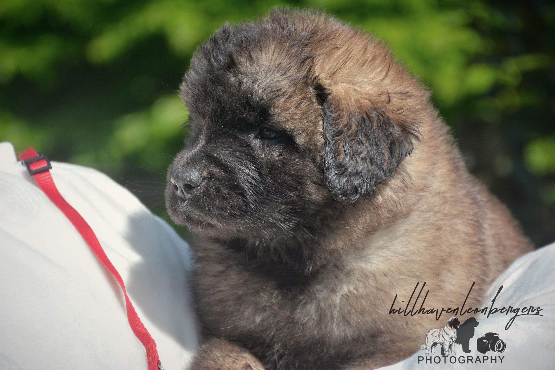 Brown and black puppy with a black nose, resting on a white surface, with green background.