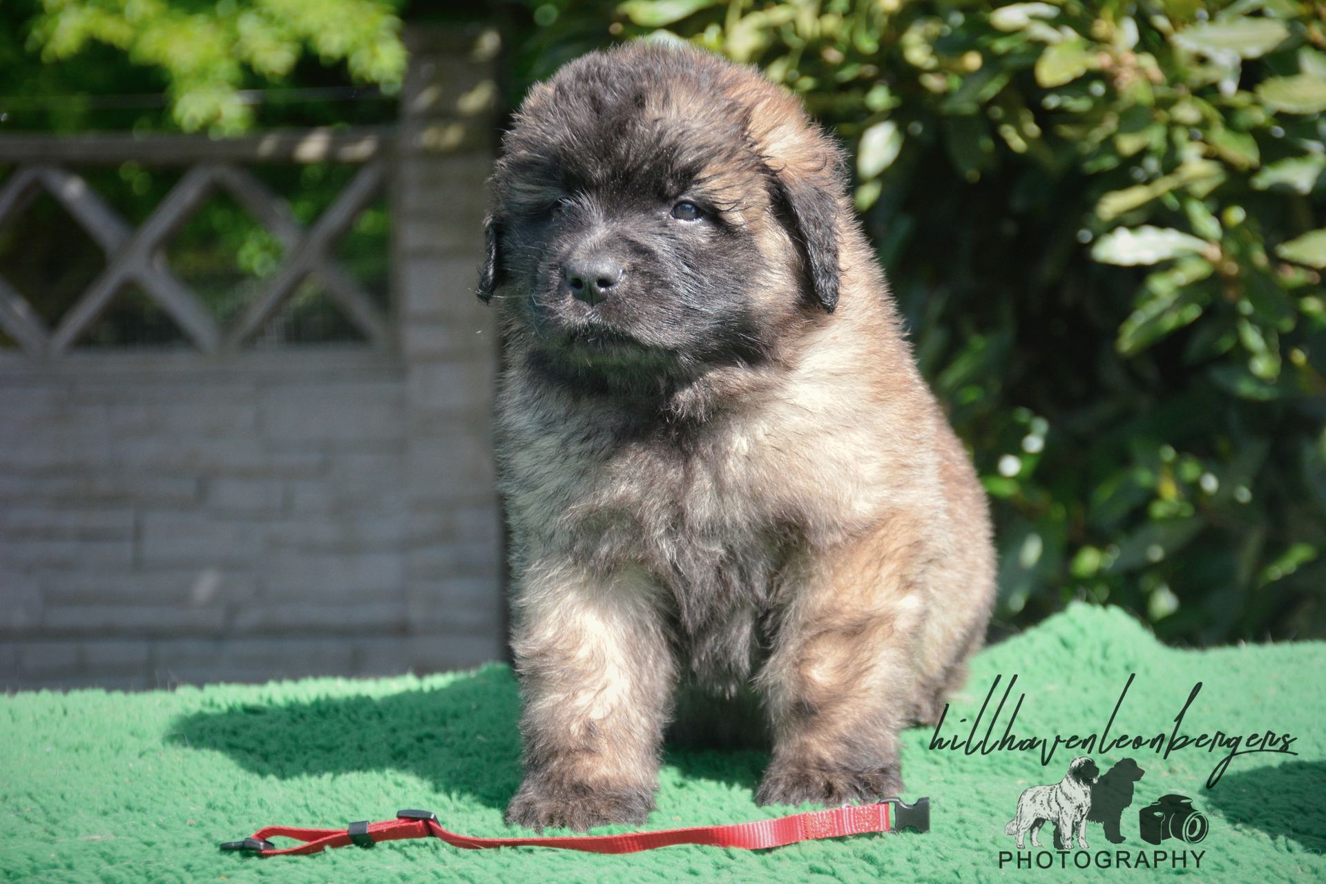 Fluffy brown puppy sitting on green surface with red collar.