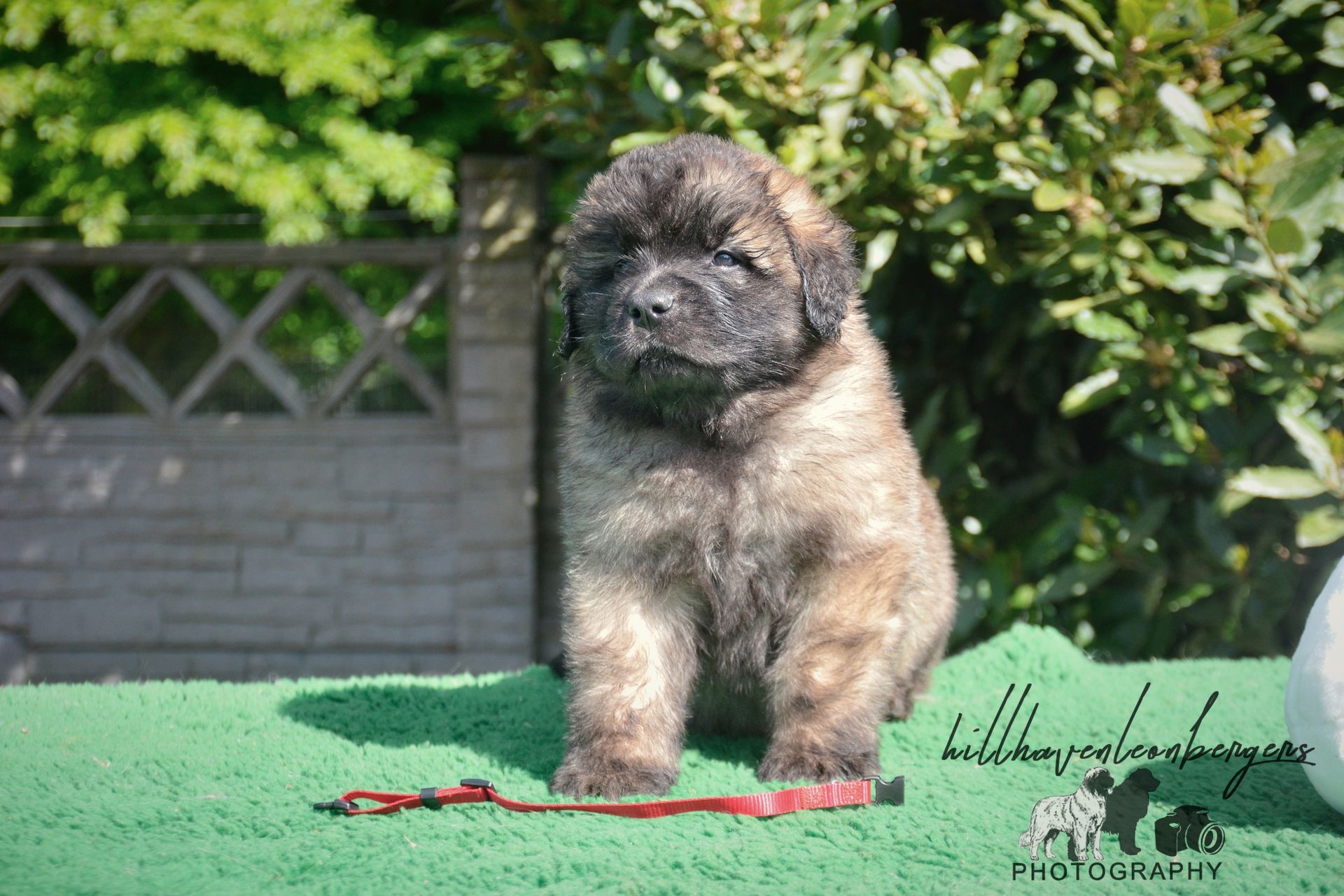 A fluffy brown puppy sits on green turf with a red collar, in front of a stone wall and foliage.