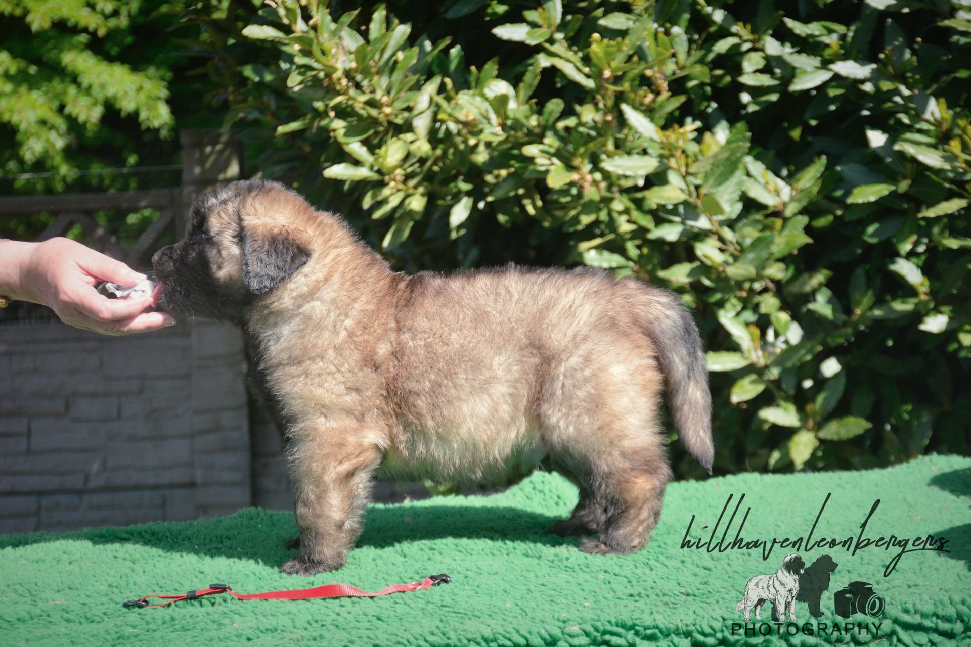 Fluffy puppy with brindle coat standing on green surface, being offered a treat by a hand.