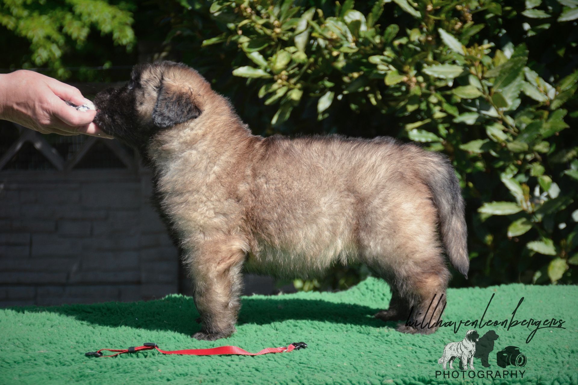 Brown, fluffy puppy standing on green turf, being offered a treat by a hand, against a leafy background.