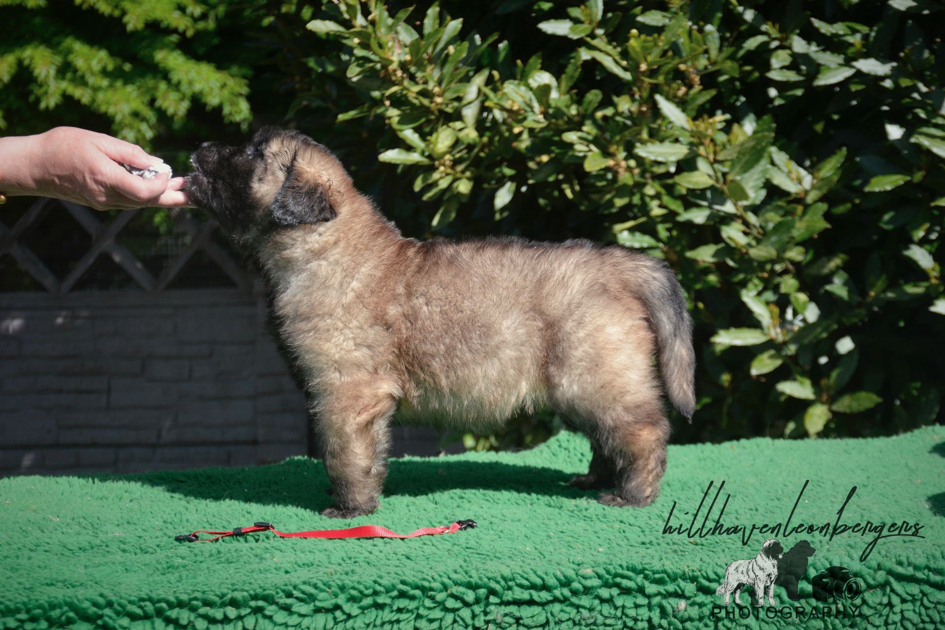 Brown puppy being offered a treat, standing on green turf, person's hand visible.