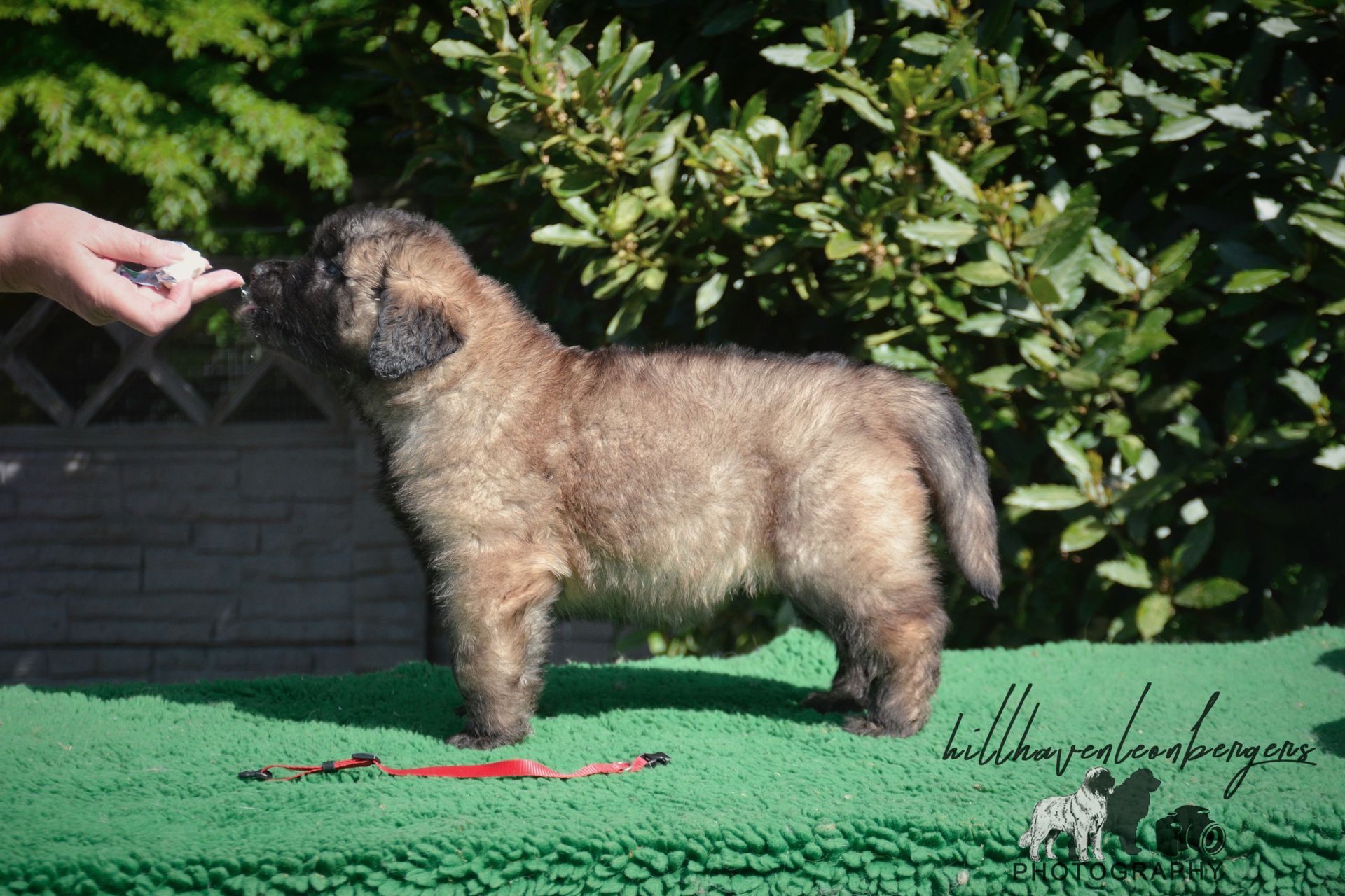 Puppy, brown fur, standing on green surface, being offered a treat by a hand. Outdoors, sunny.