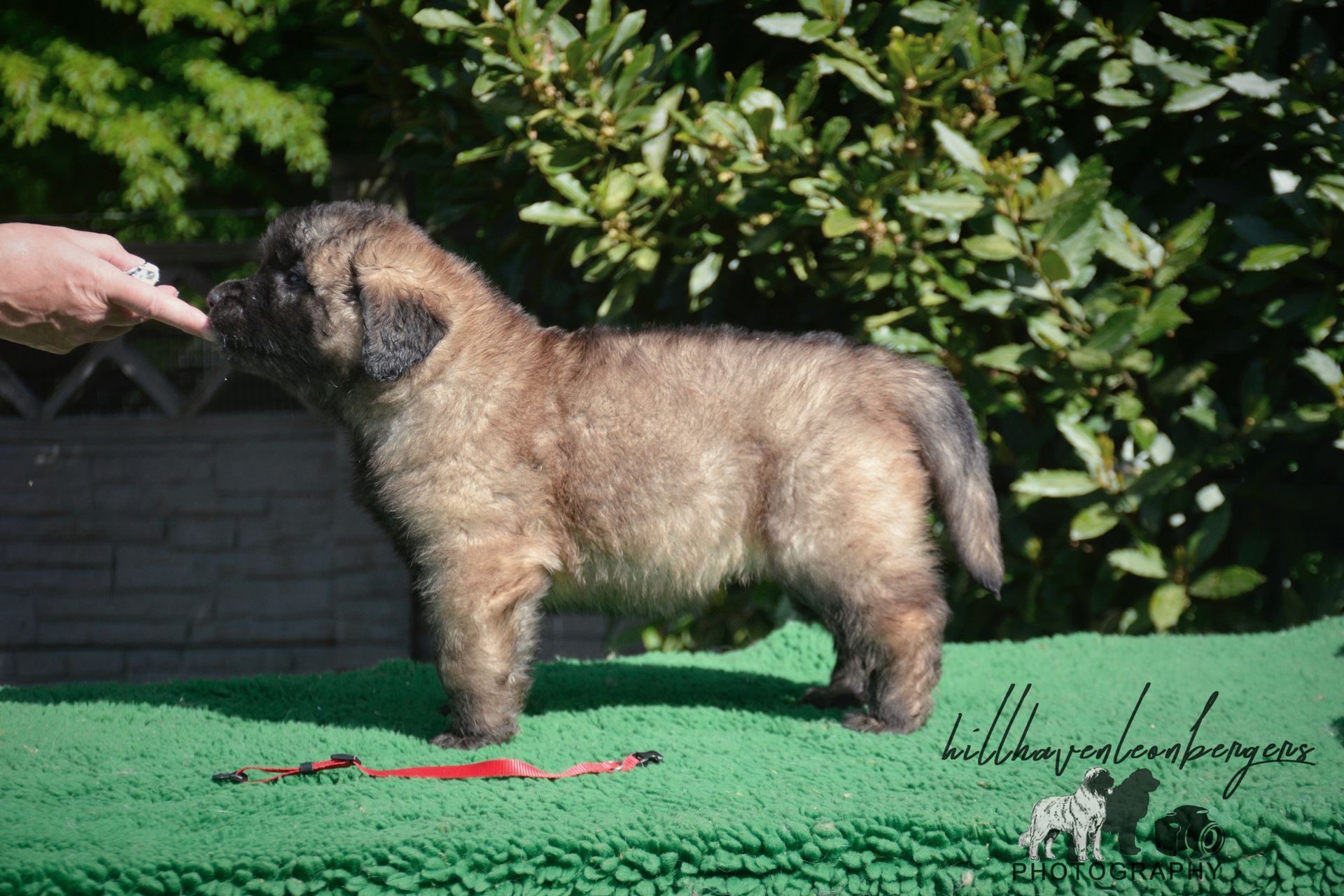 Fluffy brown puppy standing on a green surface, being offered a treat by a hand.