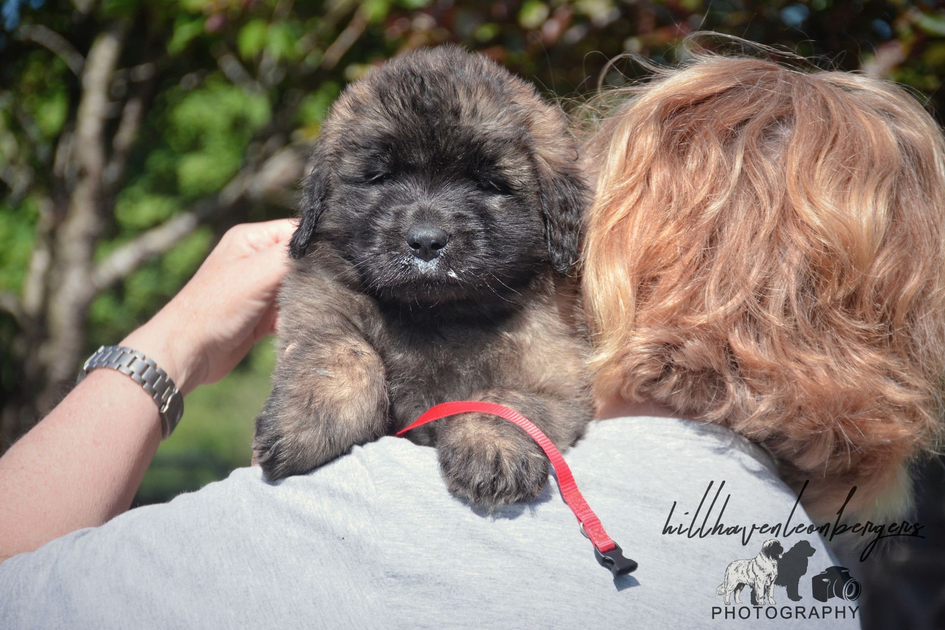 Puppy with brindle fur rests on a person's shoulder, looking forward with white flecks on its face.