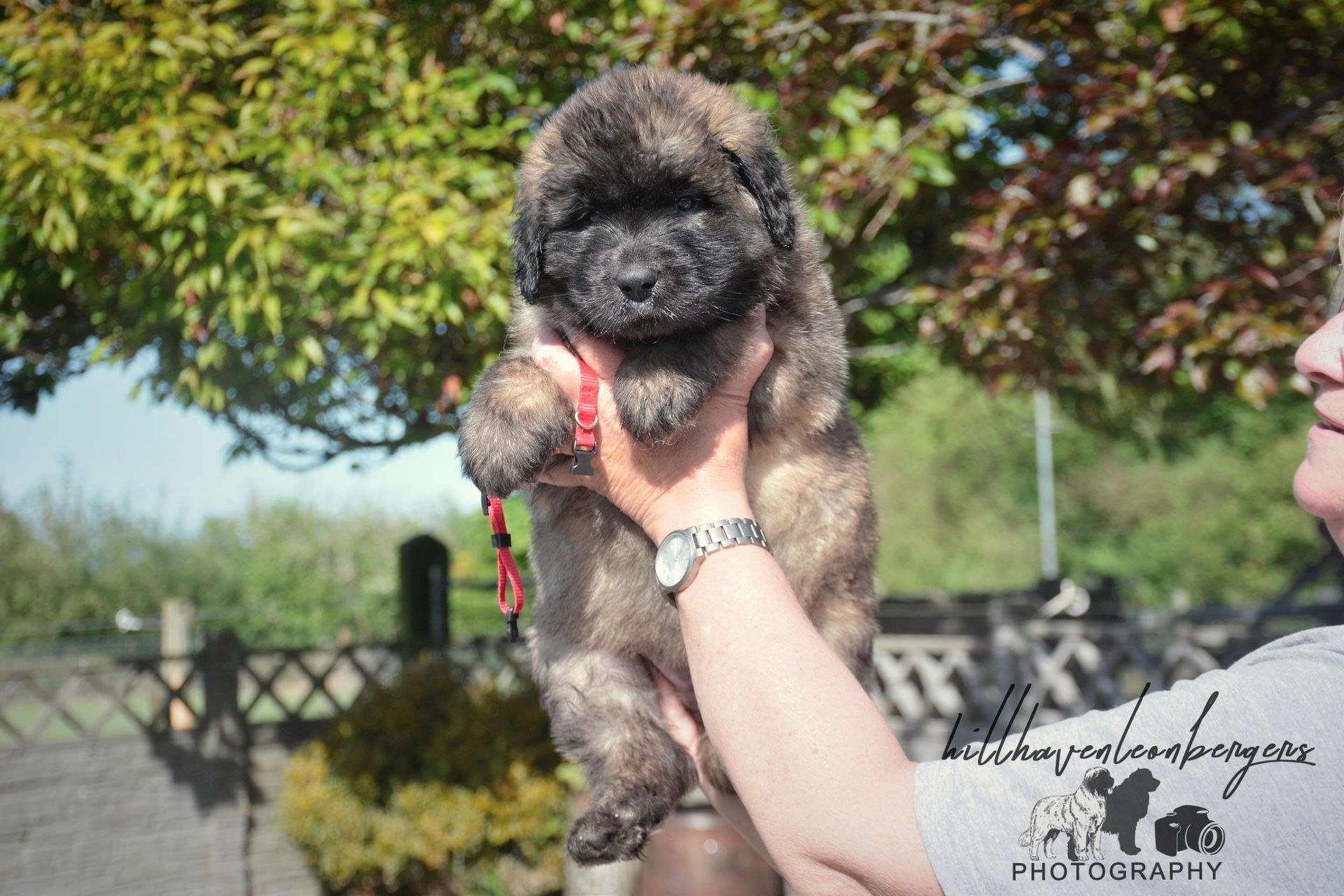 Puppy held up in sunlight. Brown and black fur. Red collar. Green trees in background.