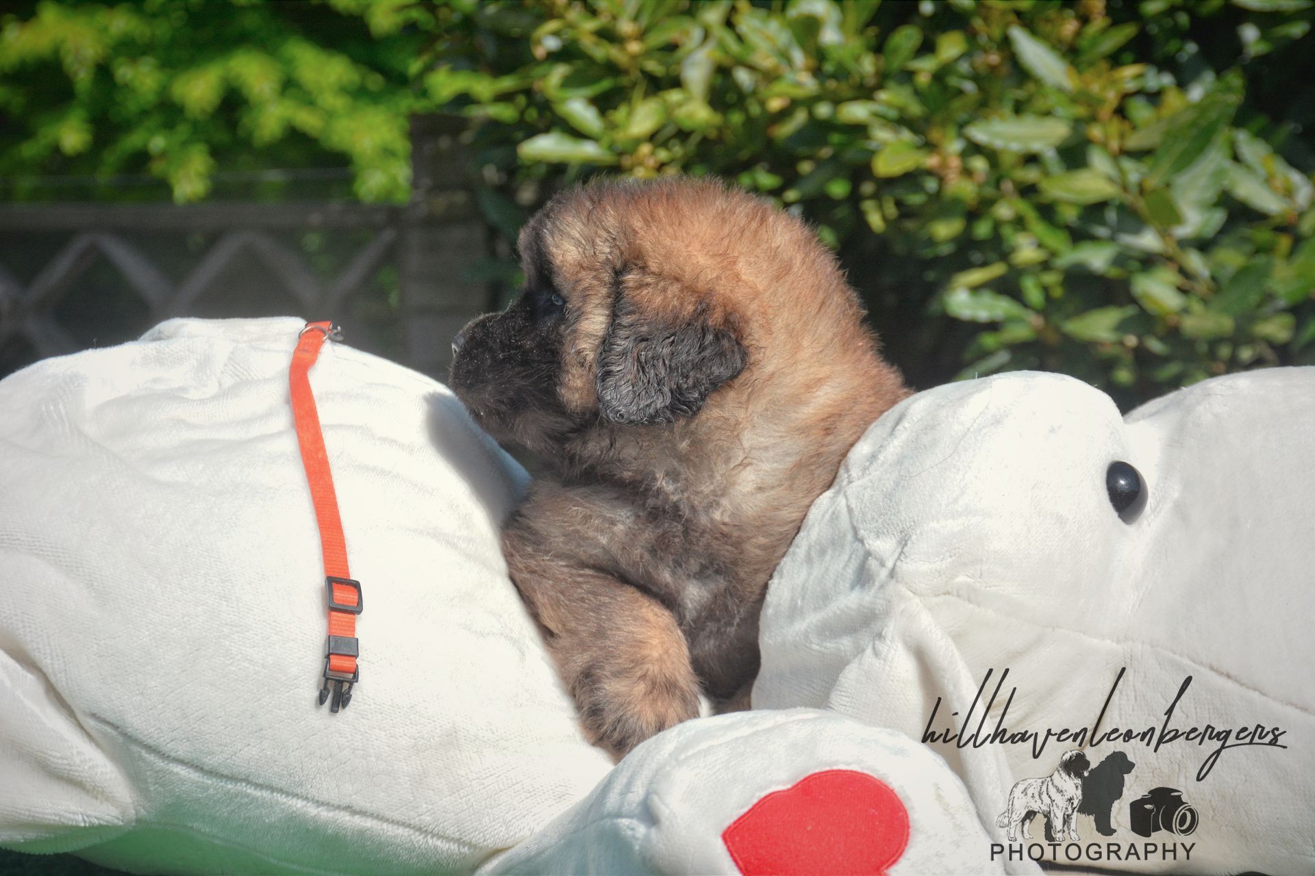 Brindle puppy nestled in a white stuffed animal with a red heart, outdoors.
