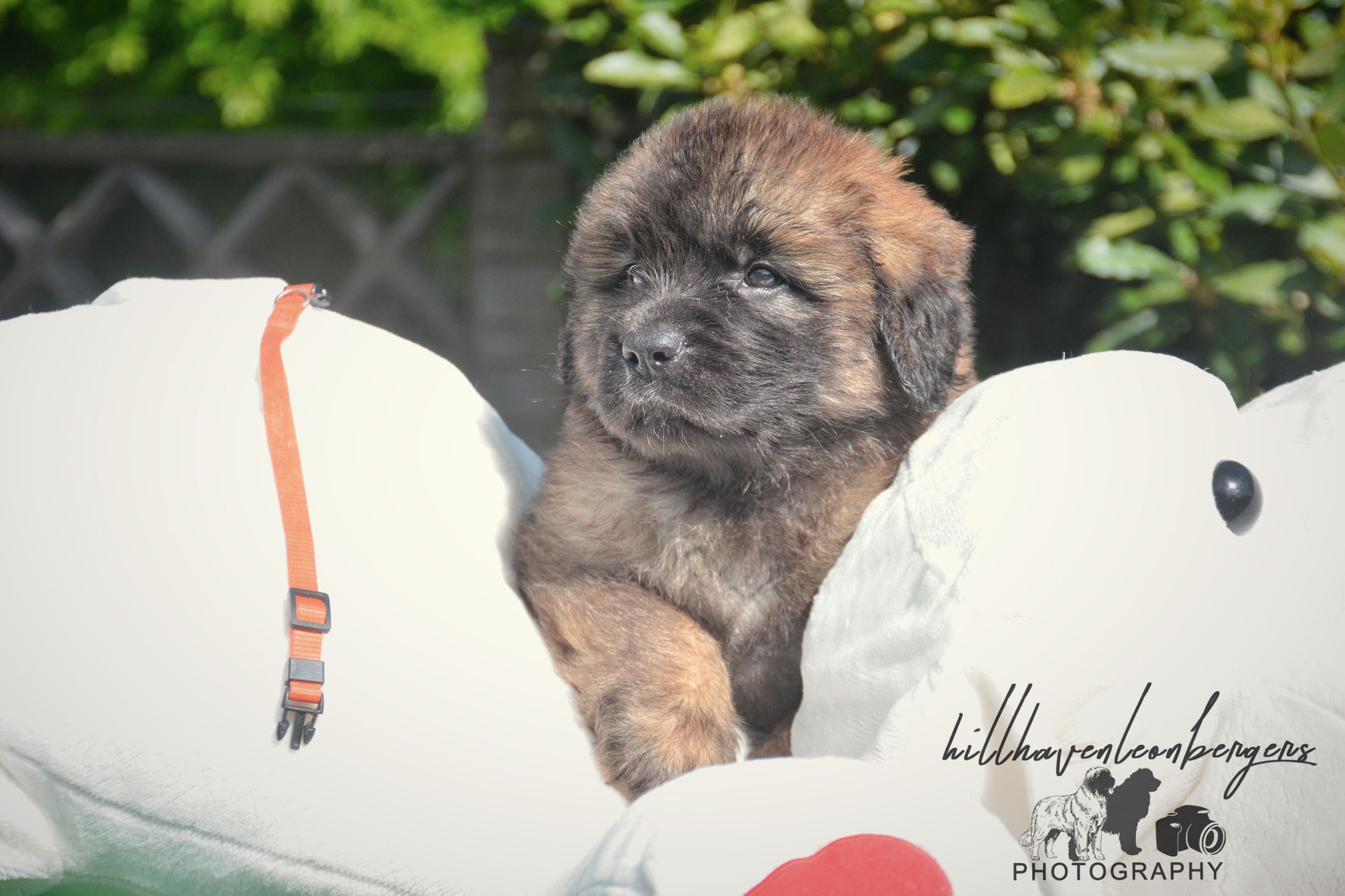 Brown puppy peeking over white plush toys outdoors.