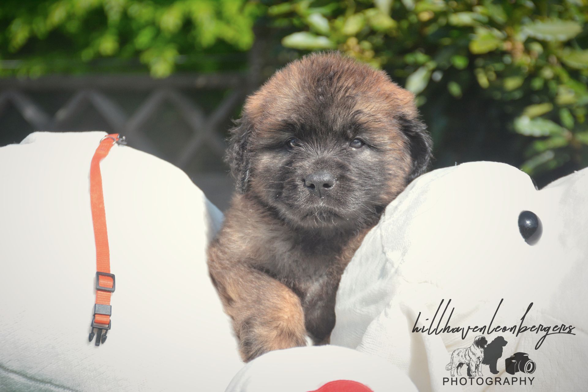 Brown puppy peeks out from behind white stuffed animals.