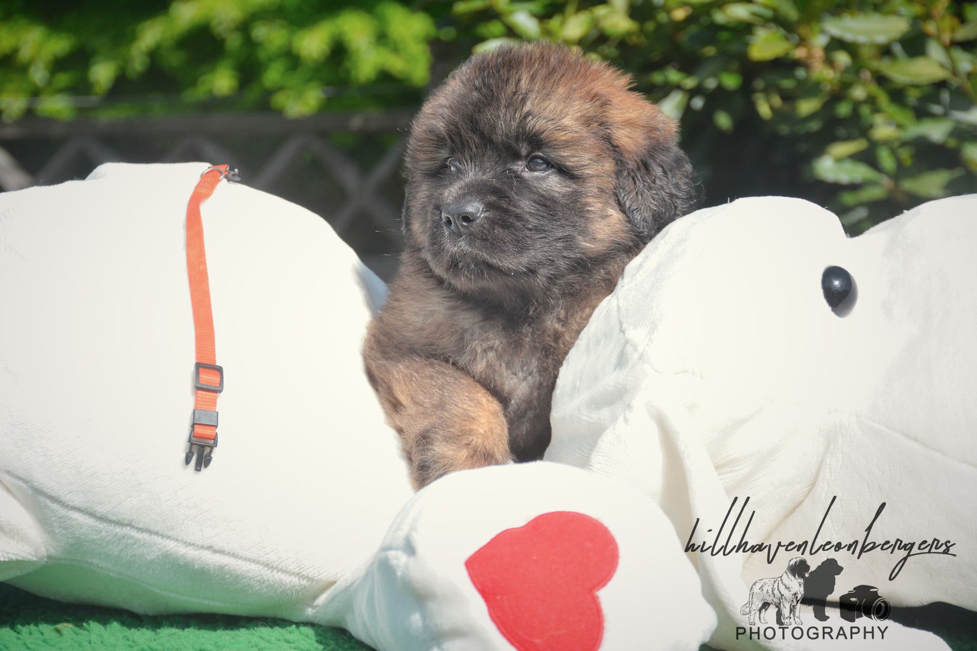 Newfoundland puppy nestled in a stuffed animal, brown fur, sunny outdoor setting.