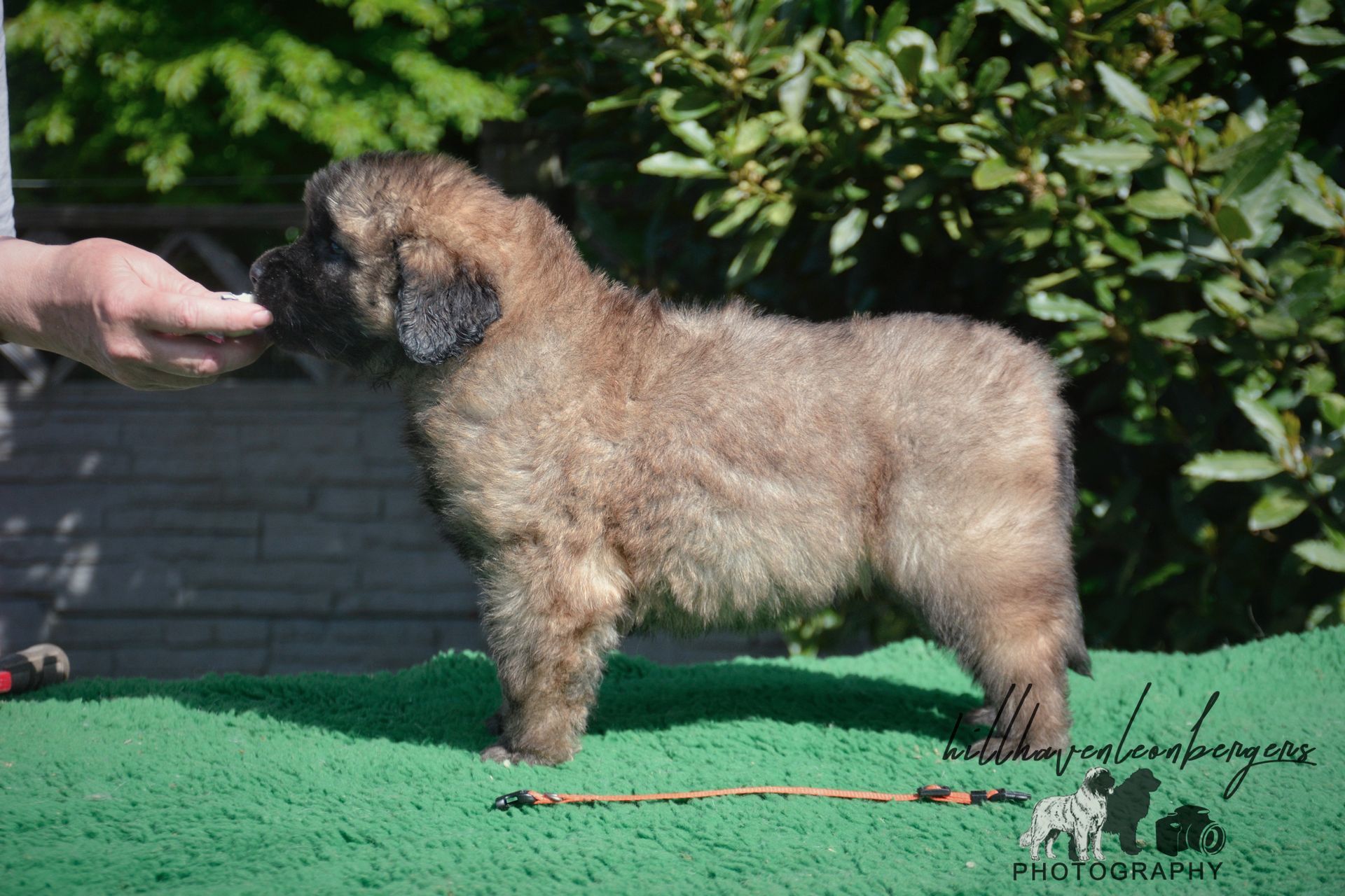 A fluffy, tan-colored puppy stands on a green surface, with a person's hand reaching towards it, outdoors.