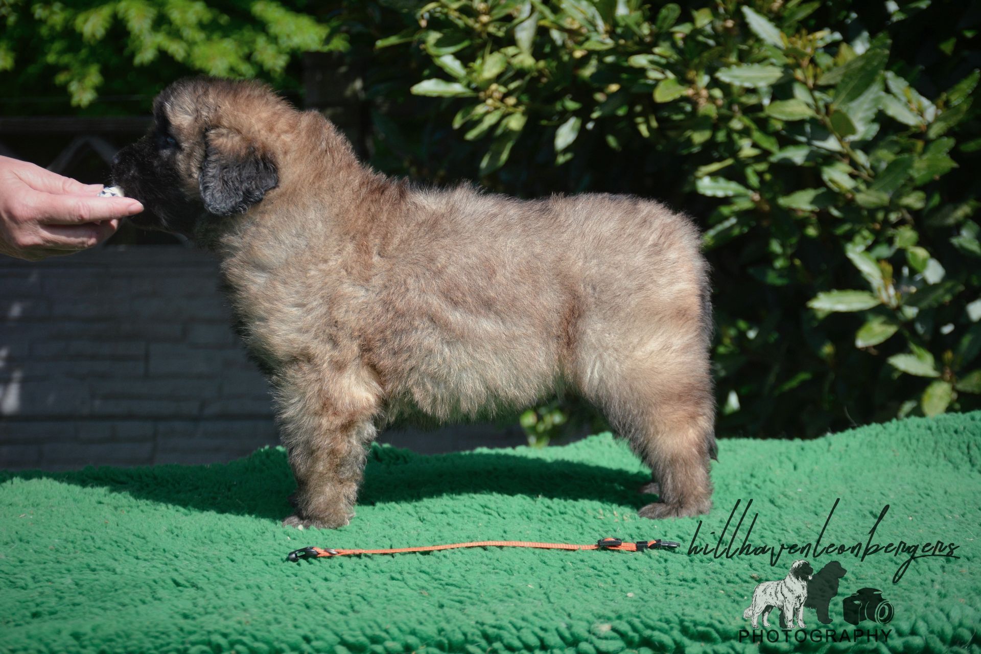 A fluffy, tan puppy stands on green turf. A hand offers a treat, puppy looks up.