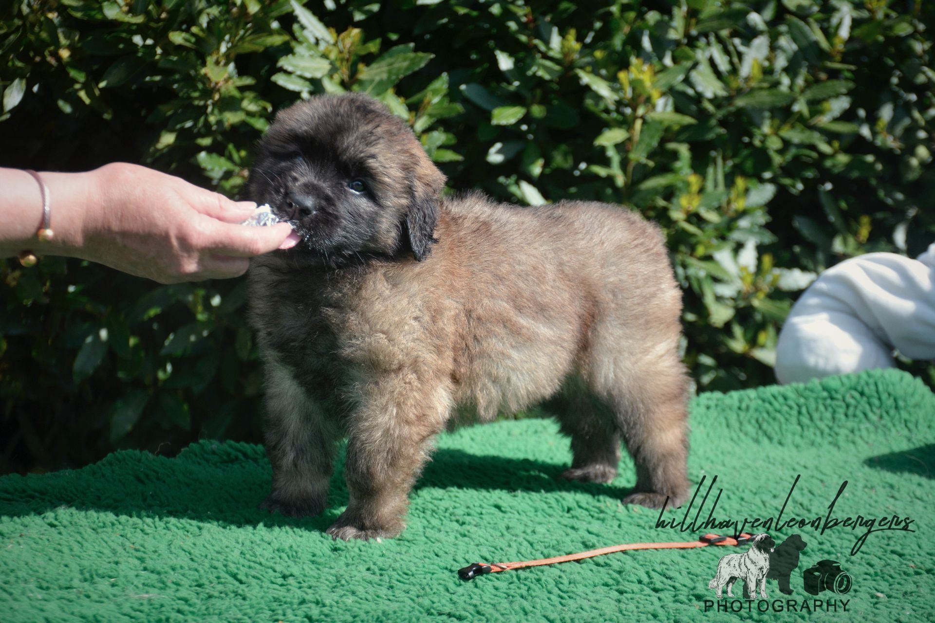 Fluffy, brown puppy being offered a treat by a person’s hand, on a green surface outdoors.