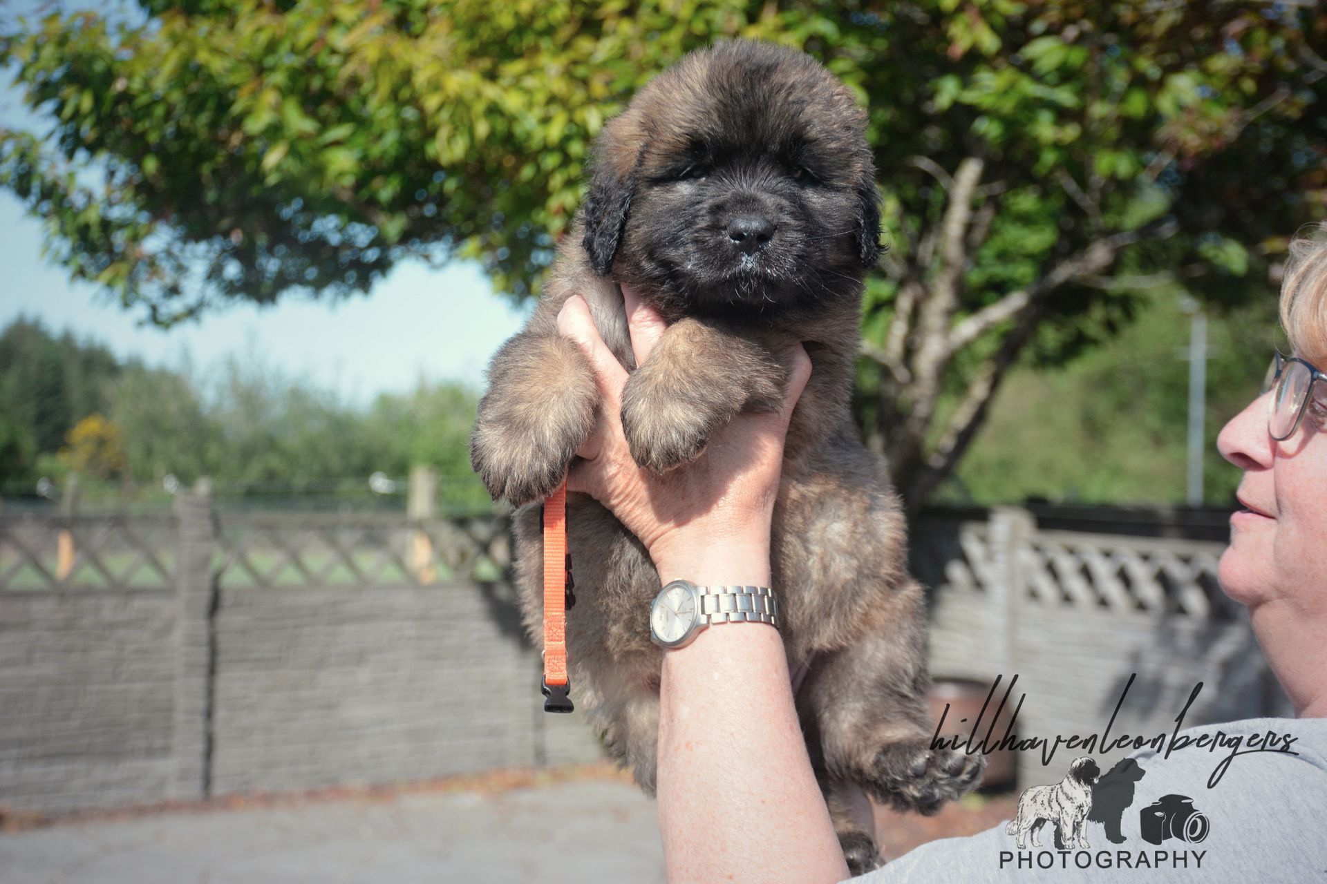 A person holds a fluffy, brown puppy with a black nose outside on a sunny day.