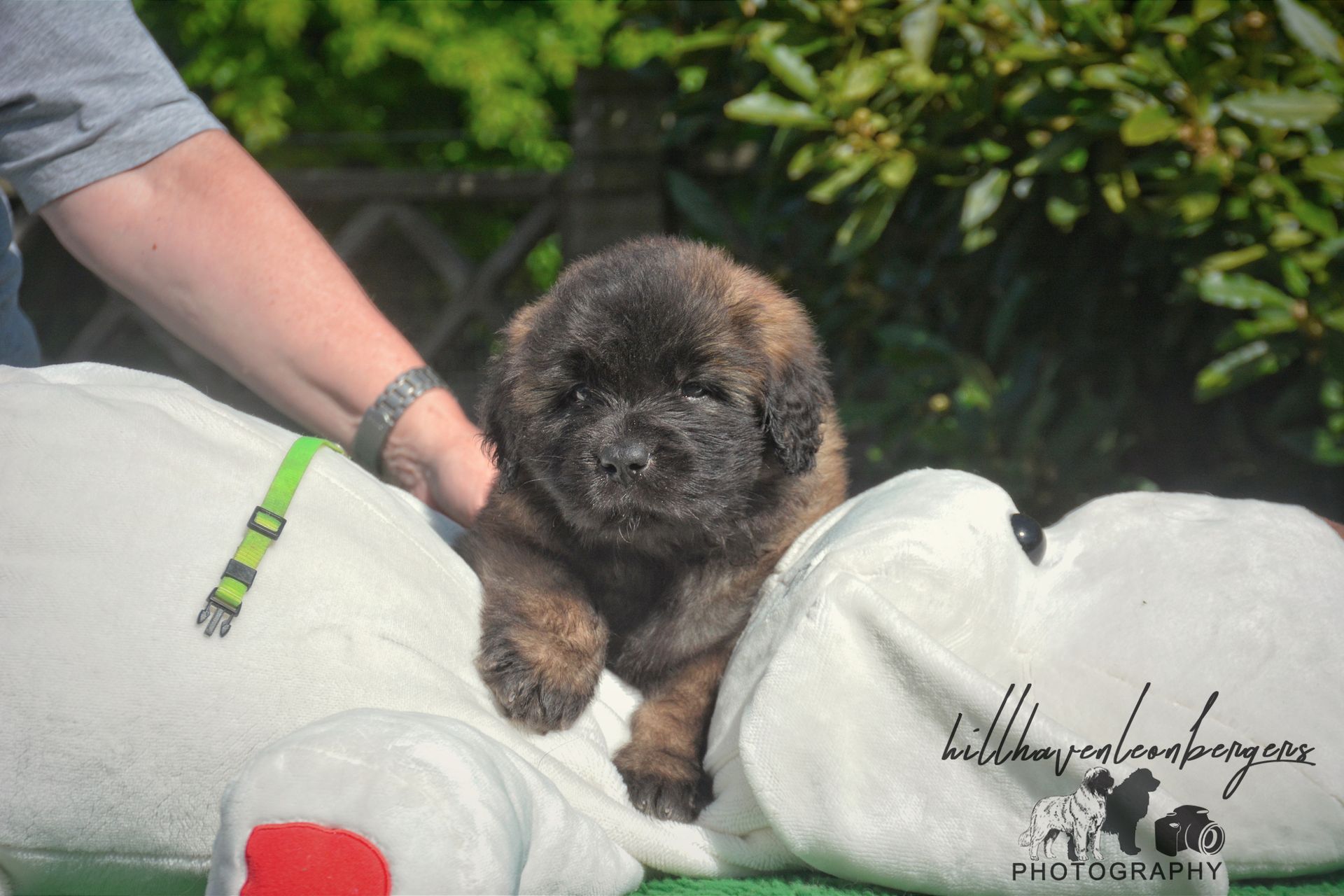 A fluffy, brown puppy sits on a white stuffed animal held by a person.