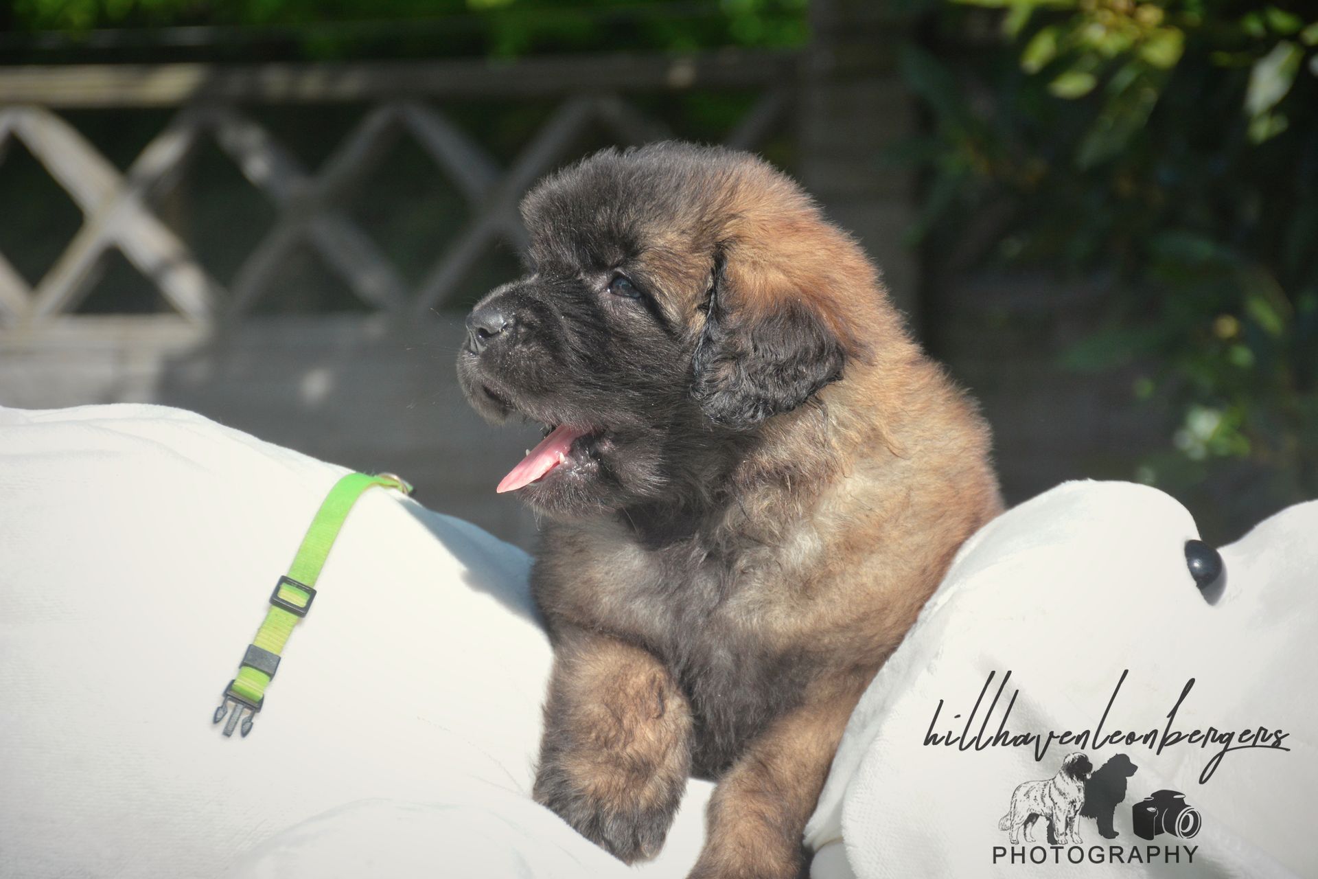 Fluffy, brown puppy yawning outdoors, mouth open, tongue visible, sitting on white surface.