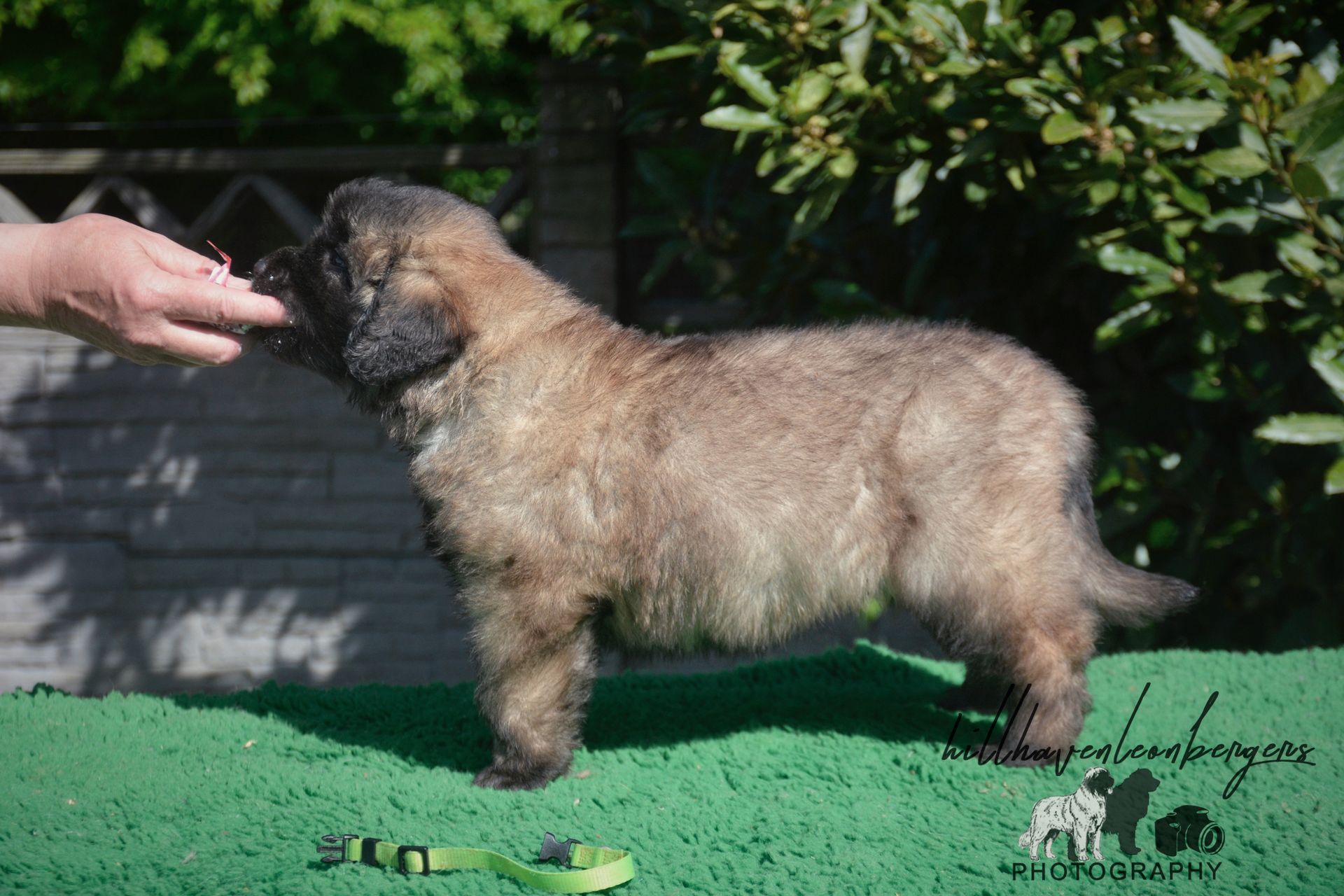 Fluffy brown puppy standing on green turf, reaching for a hand with treat.