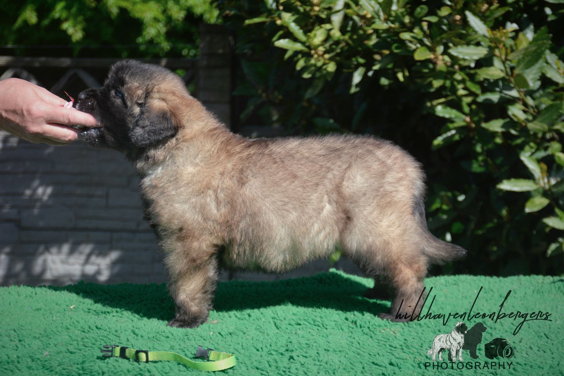 Brown fluffy puppy stands on green surface, being offered something by a hand; green foliage in background.
