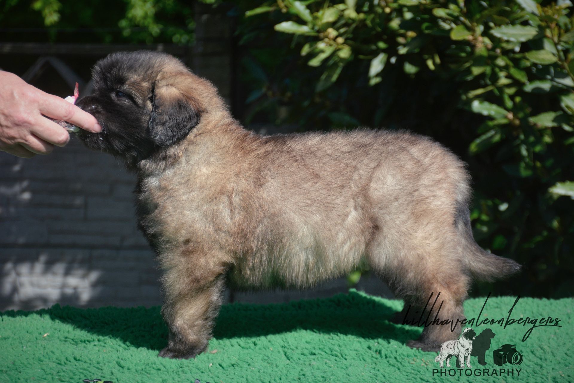 Fluffy brown puppy standing on green turf, being offered a treat by a hand.