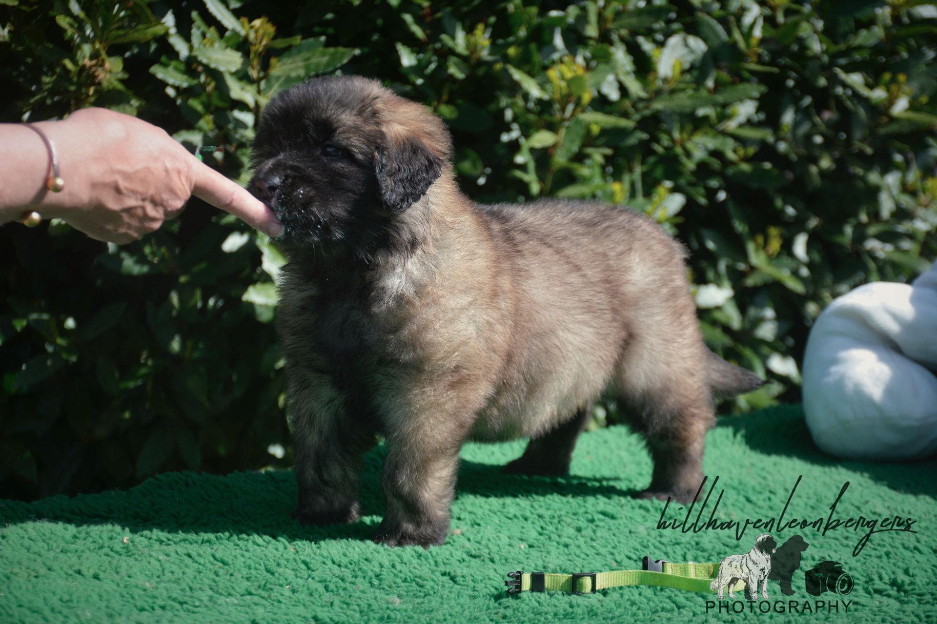 Fluffy brown puppy being touched by a hand, standing on green turf. Background: bushes.