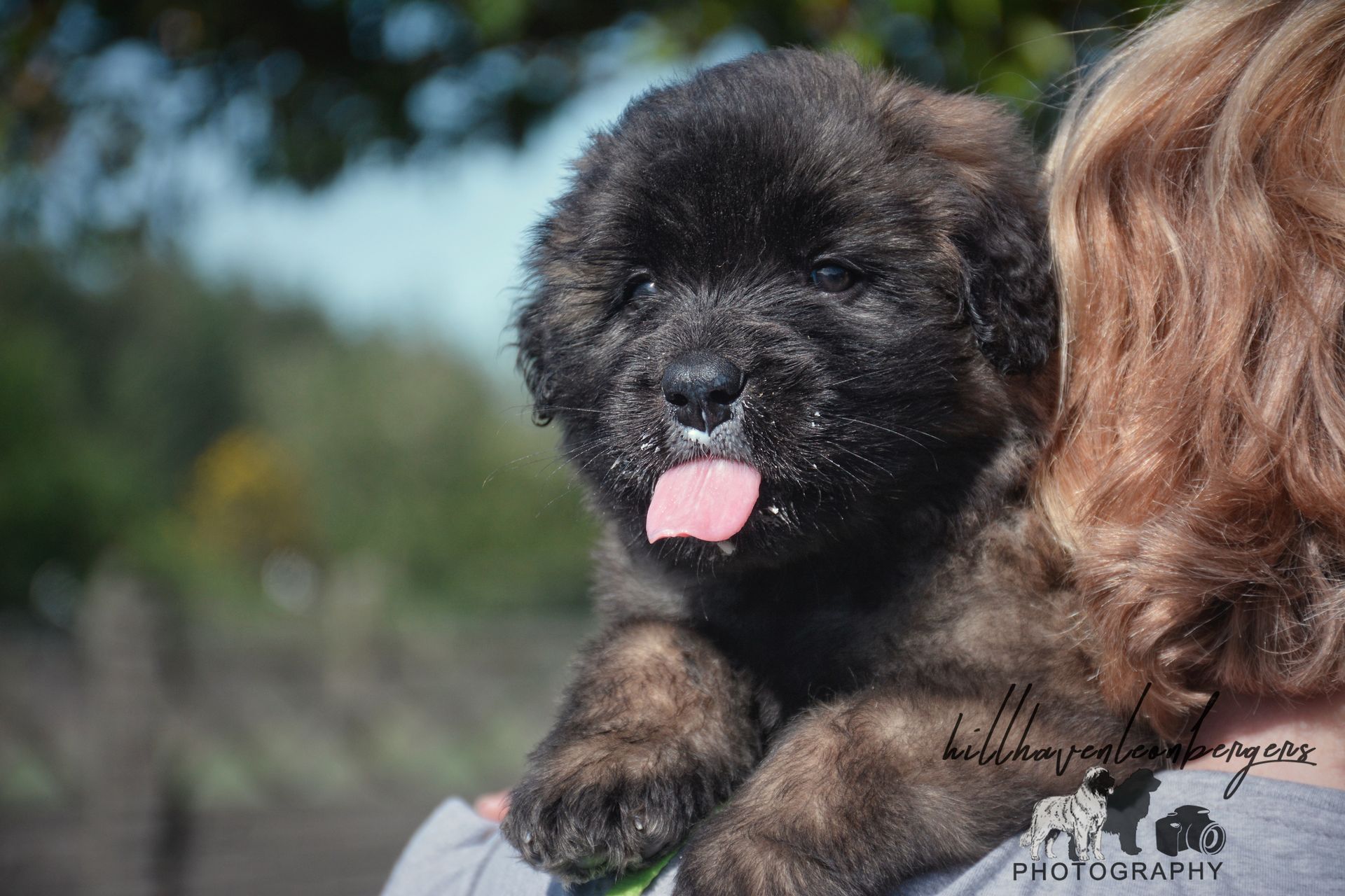 A fluffy brindle puppy with its tongue out, held by a person outdoors.