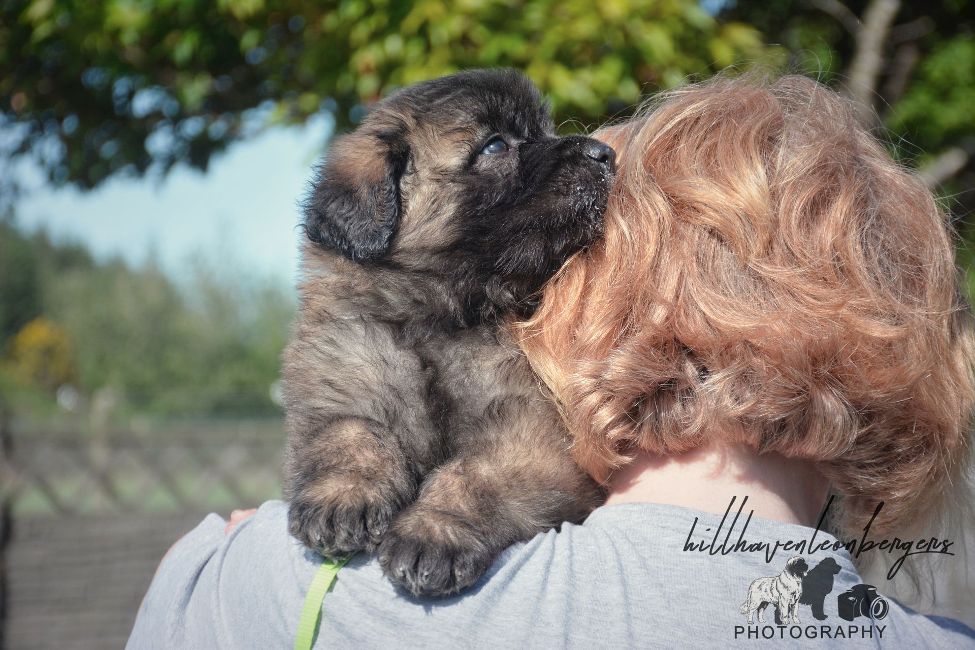 Puppy with brindle fur resting on a person's shoulder, head near their hair. Outdoor setting.