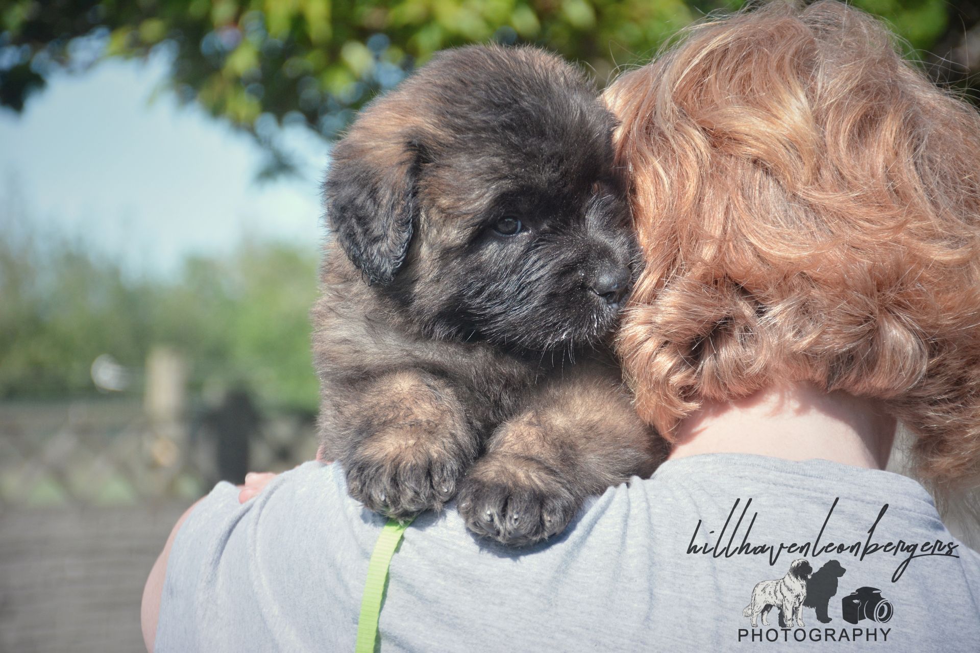 Puppy with brown and black fur sits on a person's shoulder, head resting against their neck, outside.