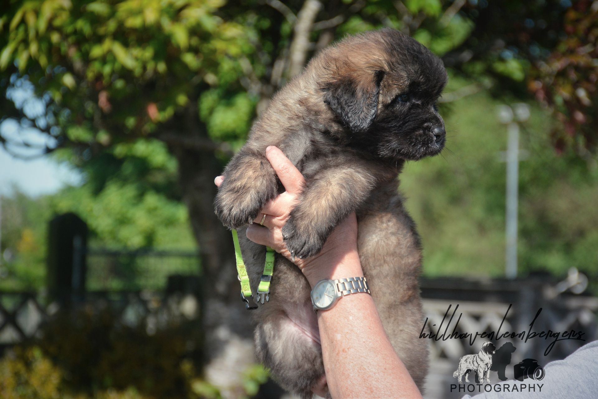 A puppy with brown fur is held up by a person's arms, outside with trees in the background.