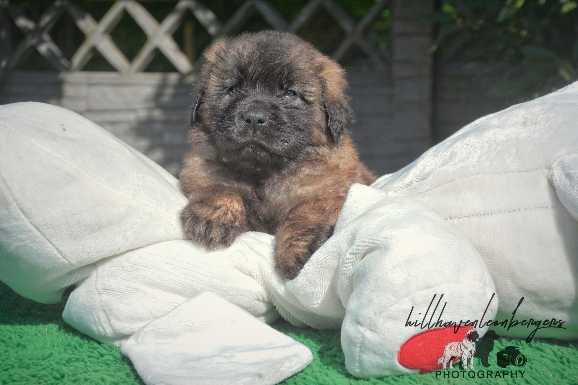 Brown puppy on a white stuffed animal. Green grass and white fence in the background.