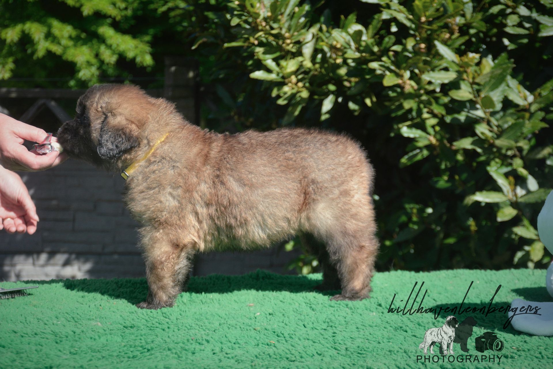 Fluffy brown puppy with a yellow collar stands on a green surface, being offered a treat by a person.