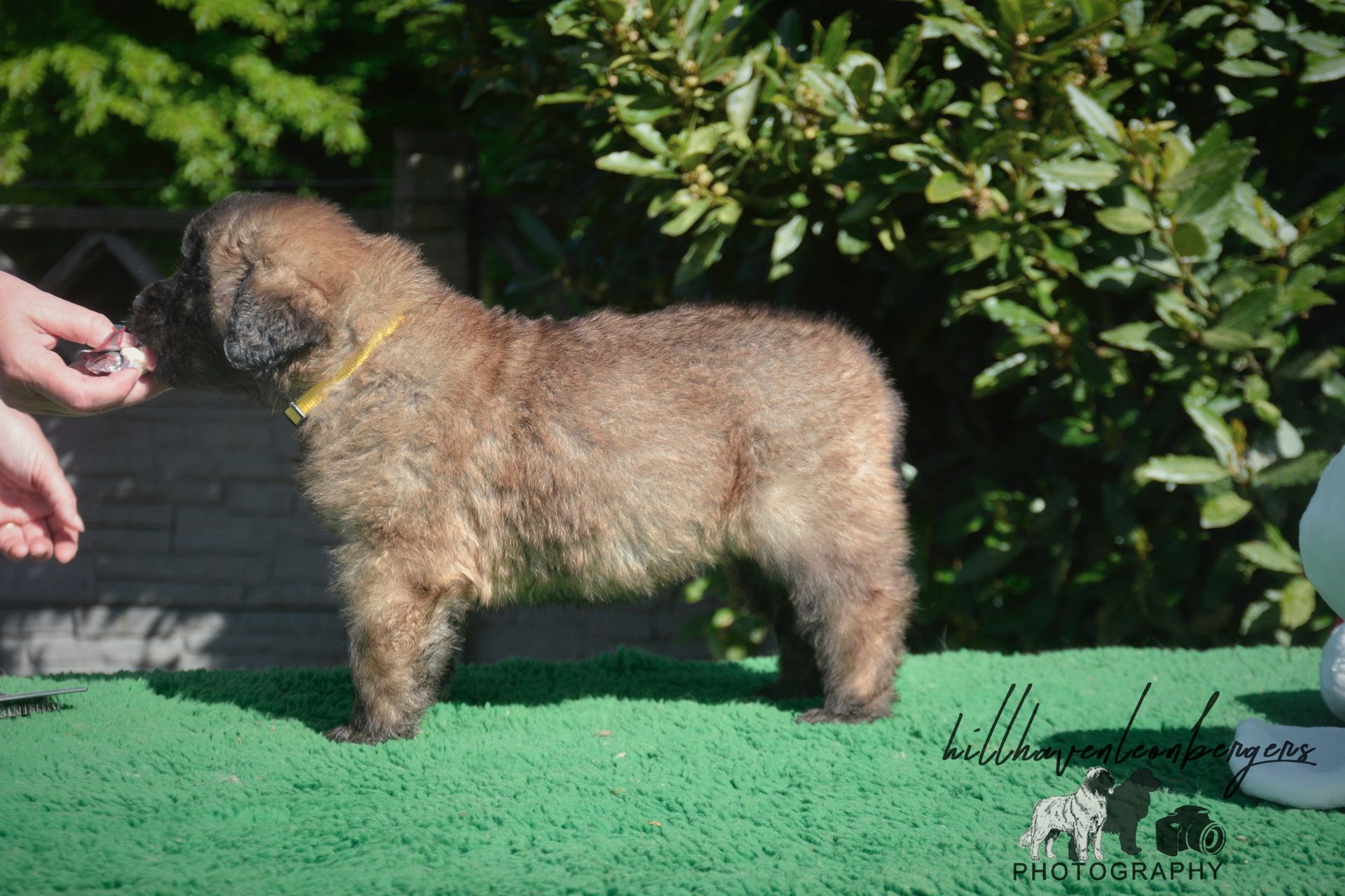 Fluffy tan puppy with a yellow collar on green surface, being offered a treat by a hand.