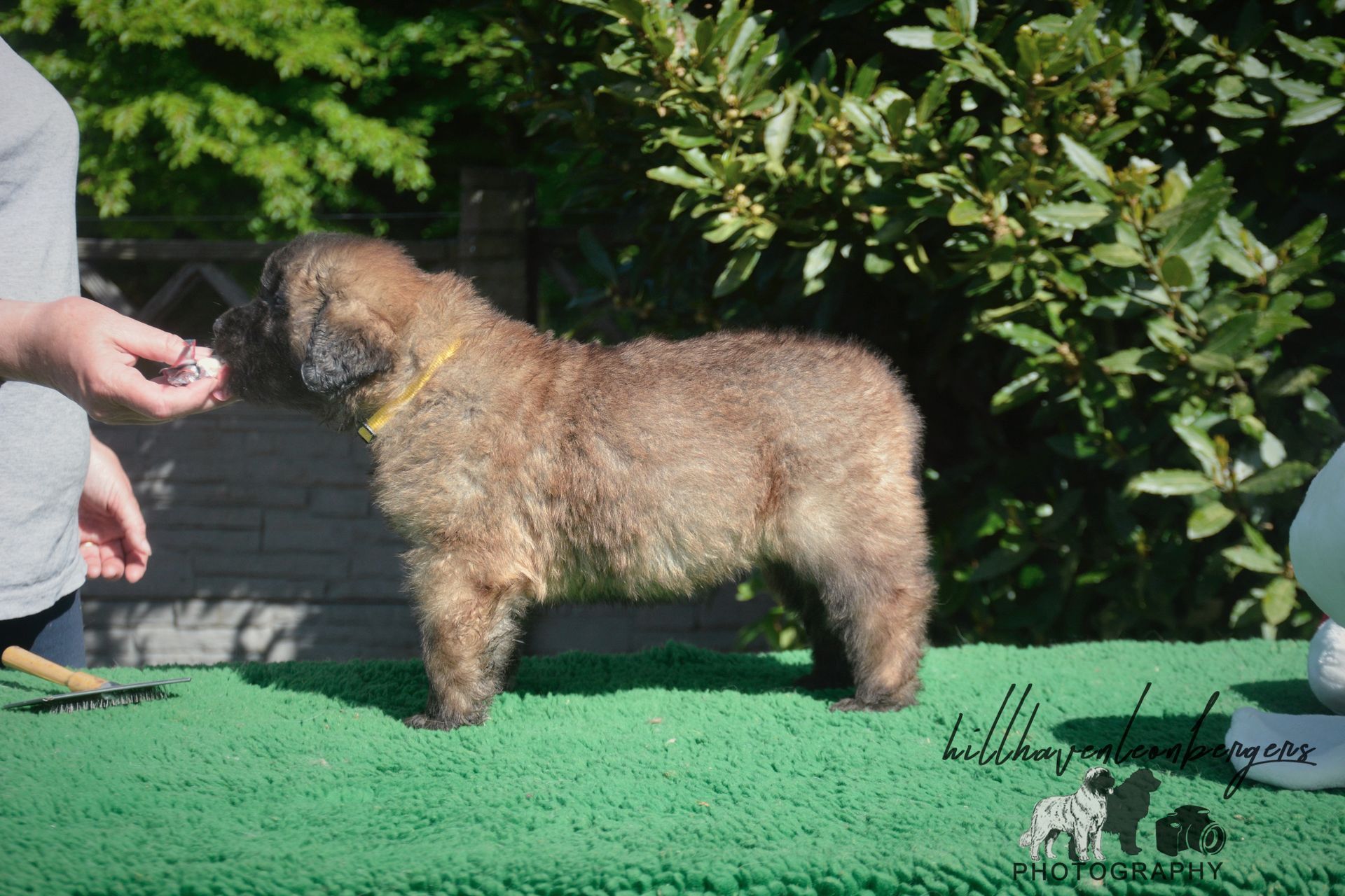 A fluffy brown puppy stands on green turf, looking at a hand offering a treat outside.