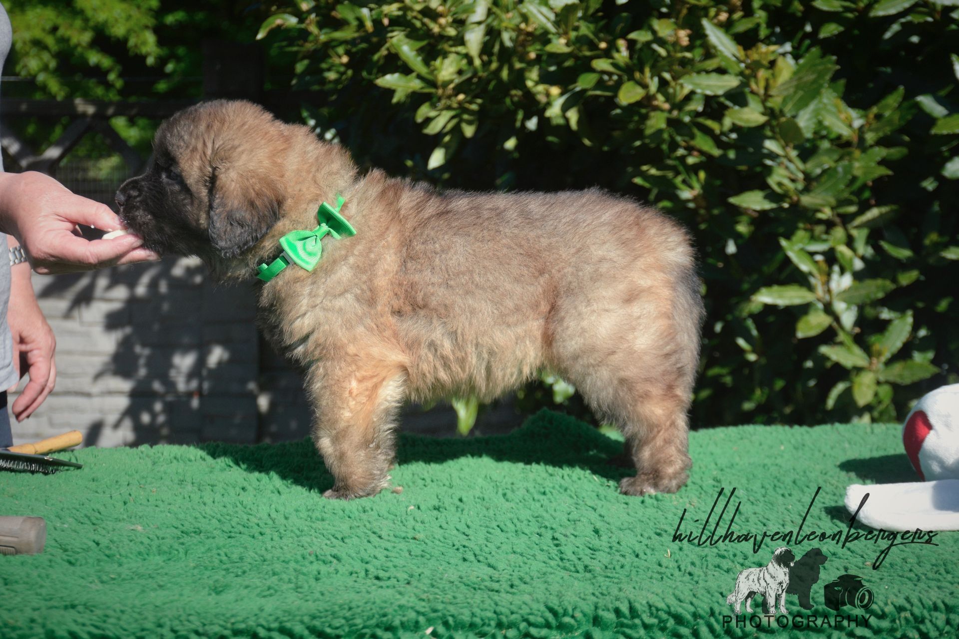 A tan puppy with a green collar stands on a green mat, being offered a treat by a person.