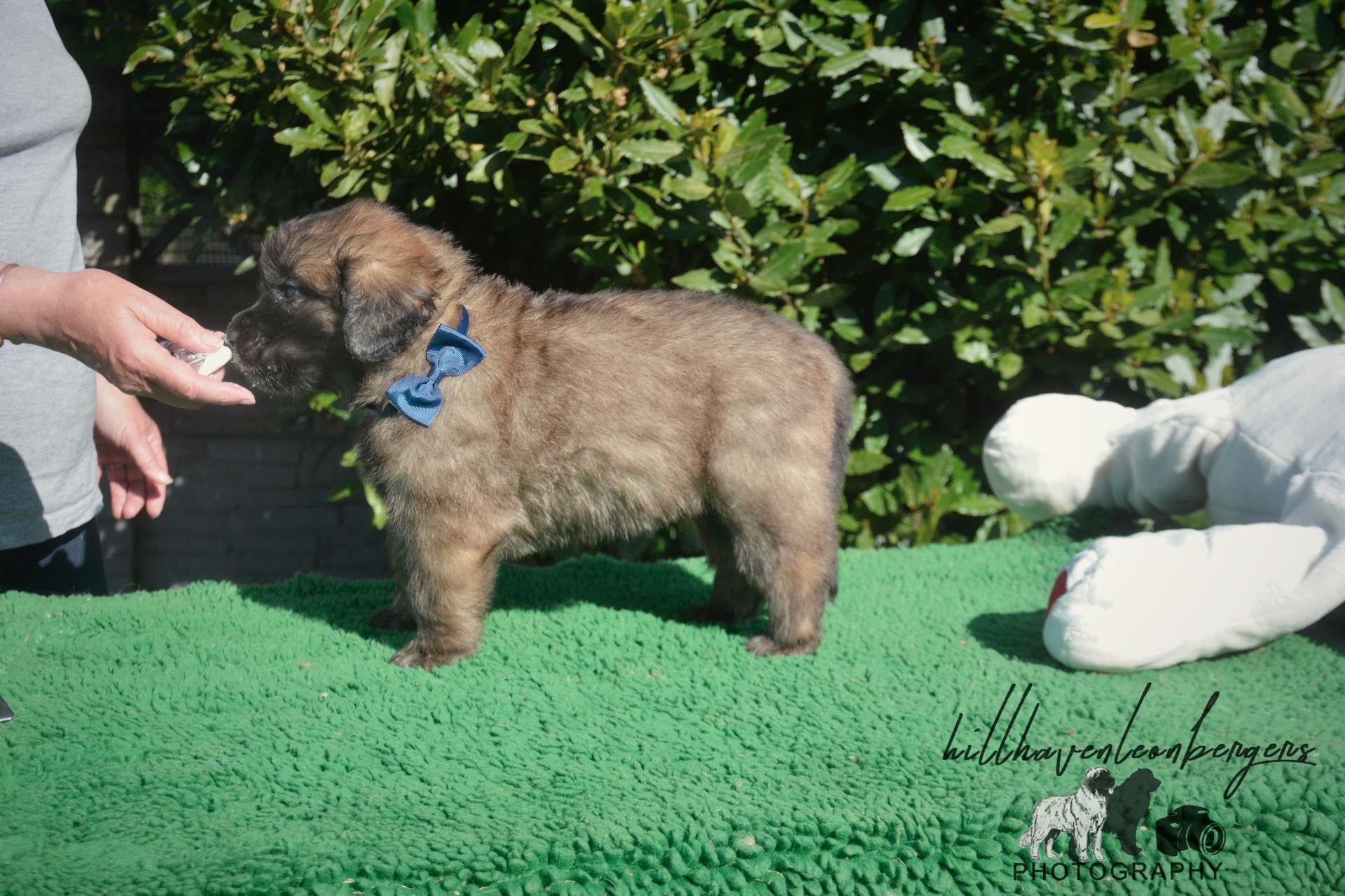 Brown, fluffy puppy with blue bow collar, standing on green mat next to a person.