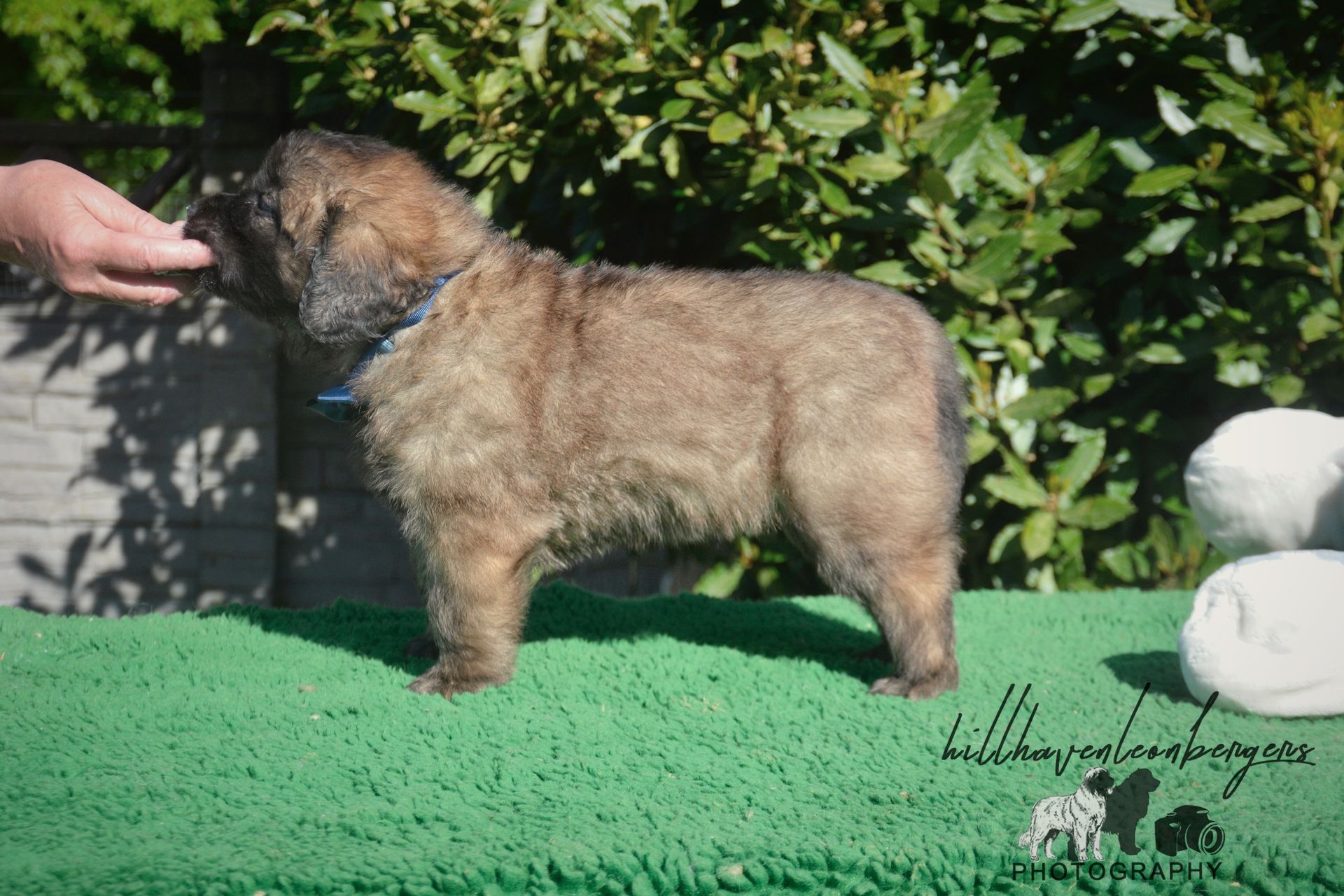 Brown fluffy puppy with a blue collar stands on green surface, hand reaching out.