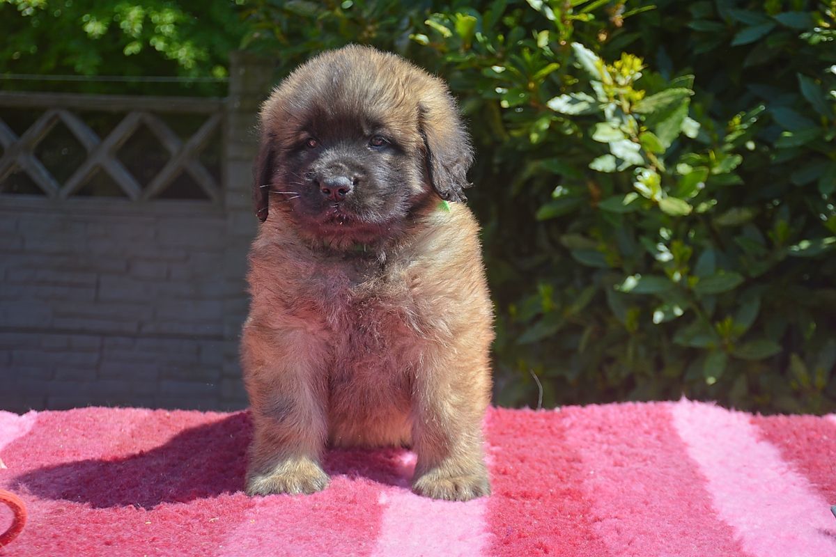 Fluffy brown Leonberger puppy sitting on a pink and white striped blanket.