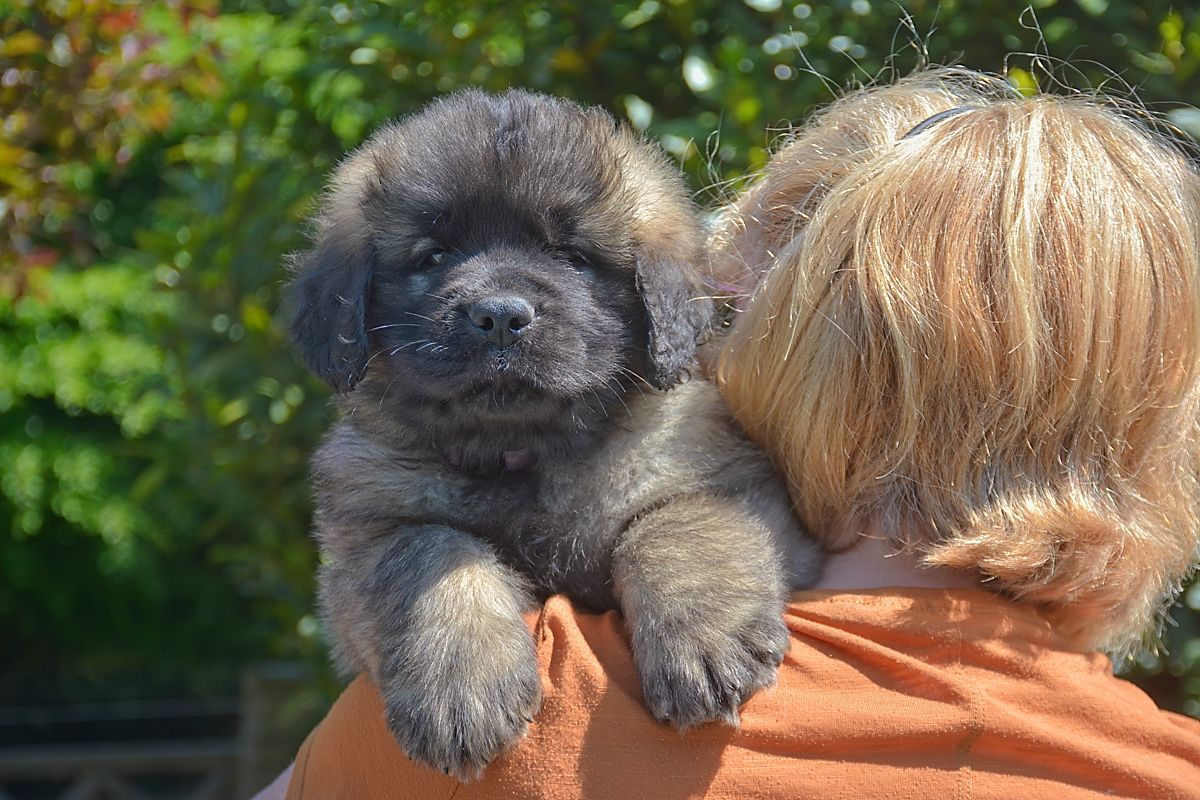 Puppy with dark fur resting on a person's shoulder, outside in daylight.