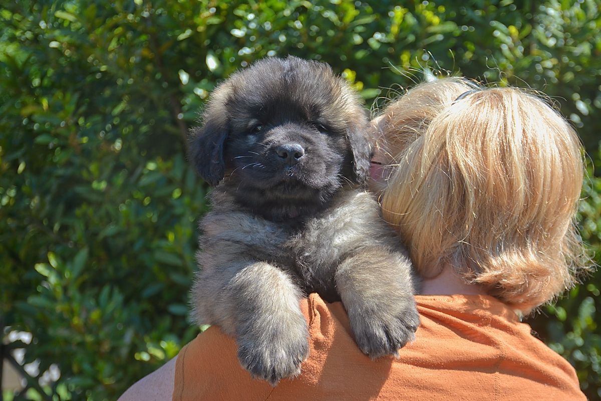 Fluffy, brown puppy resting on someone's shoulder, against a background of green foliage.