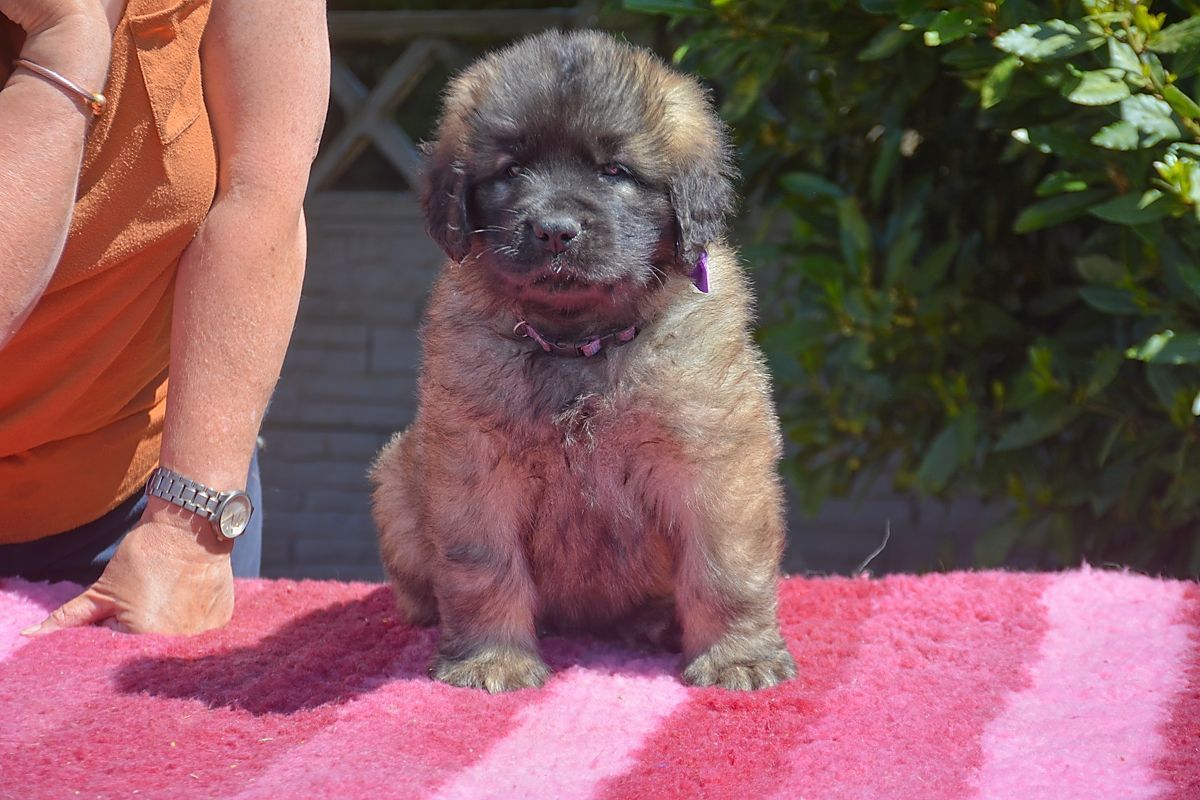 Fluffy, brown Leonberger puppy sits on a pink striped towel in sunlight, with a woman's arm visible.
