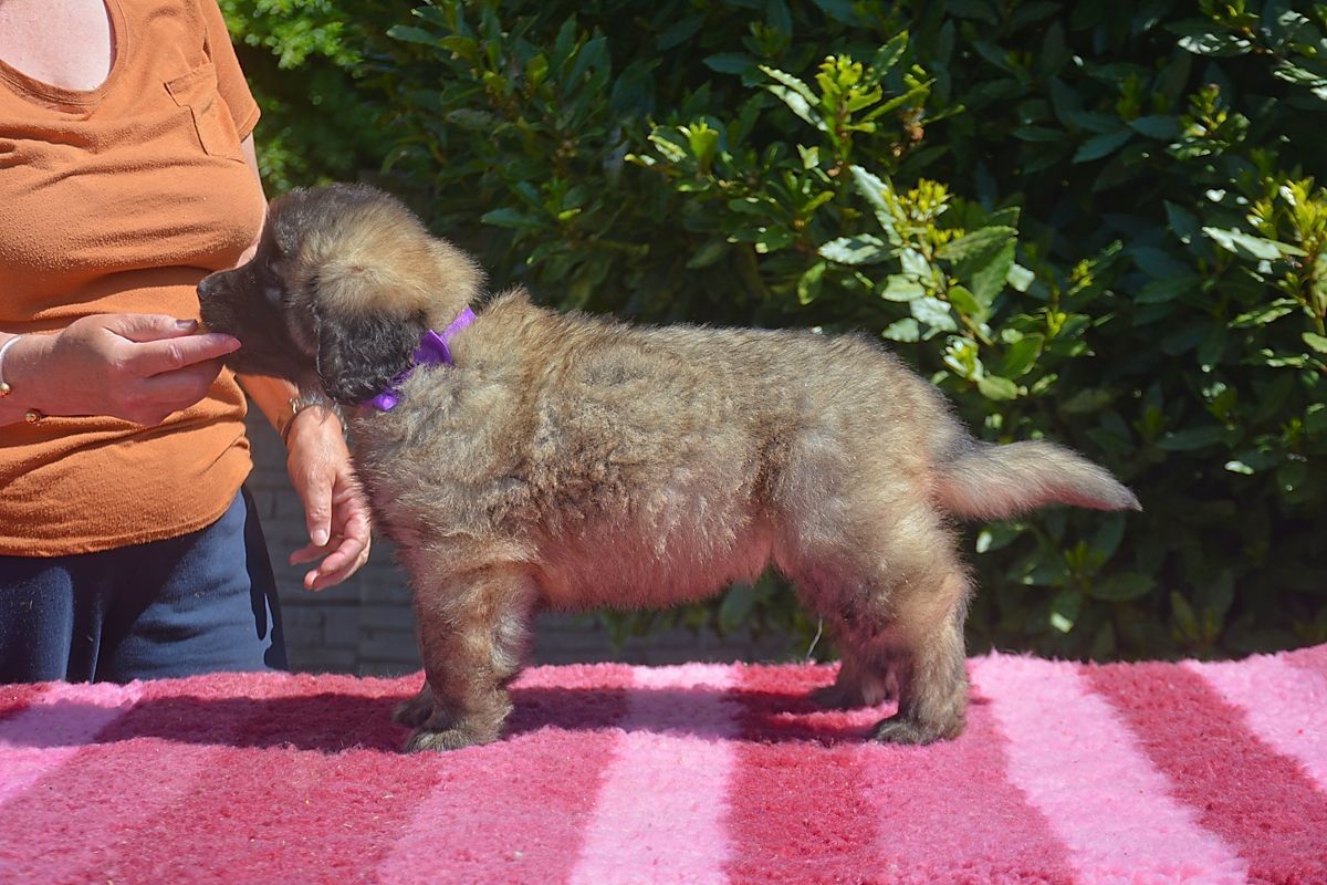 A brown puppy wearing a purple collar standing on a pink and white striped rug in front of green foliage.