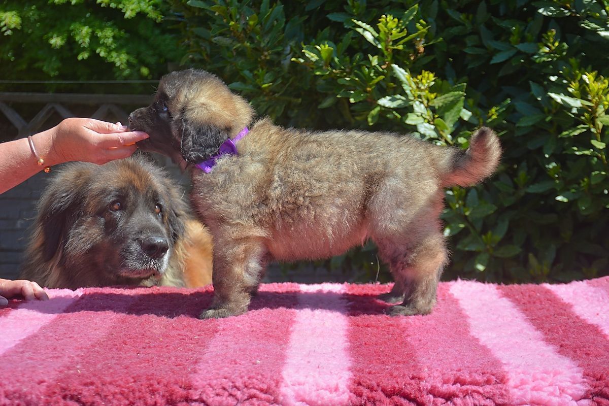 A fluffy brown puppy with a purple collar stands on a pink rug; another dog sits behind it, and a hand offers food.