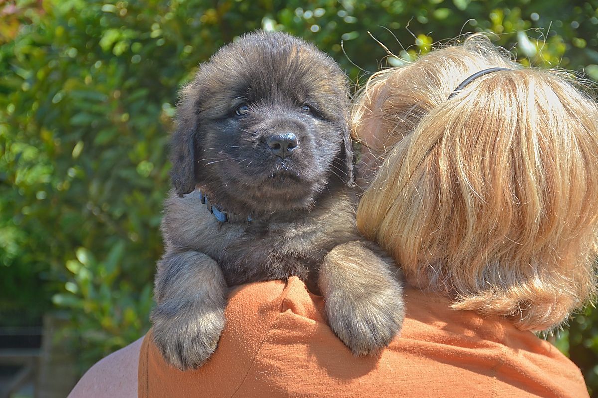 Puppy, light brown and black fur, perched on a shoulder; person's shoulder with blonde hair in the background.