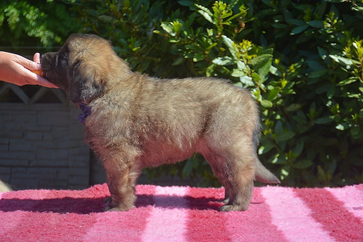 Fluffy brown puppy standing on a pink rug, being offered a treat by a hand.