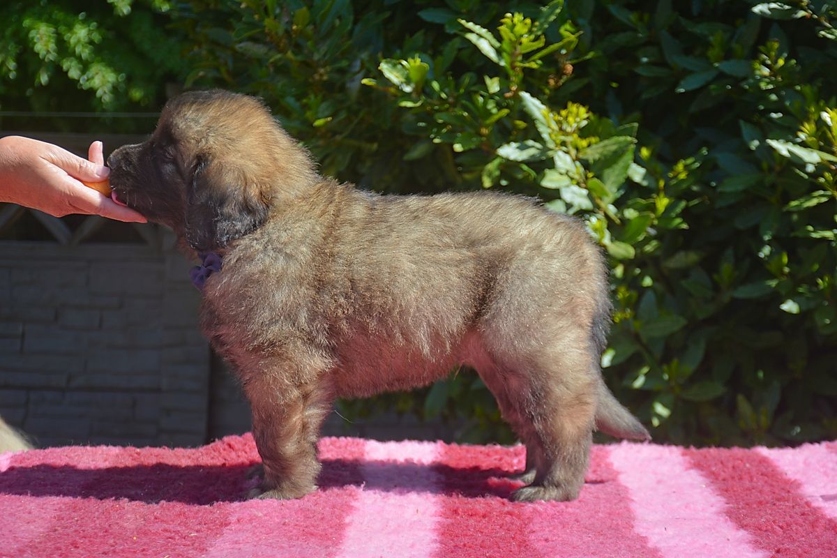 Brown fluffy puppy standing on a pink and white striped rug, with hand petting its head, green bush background.