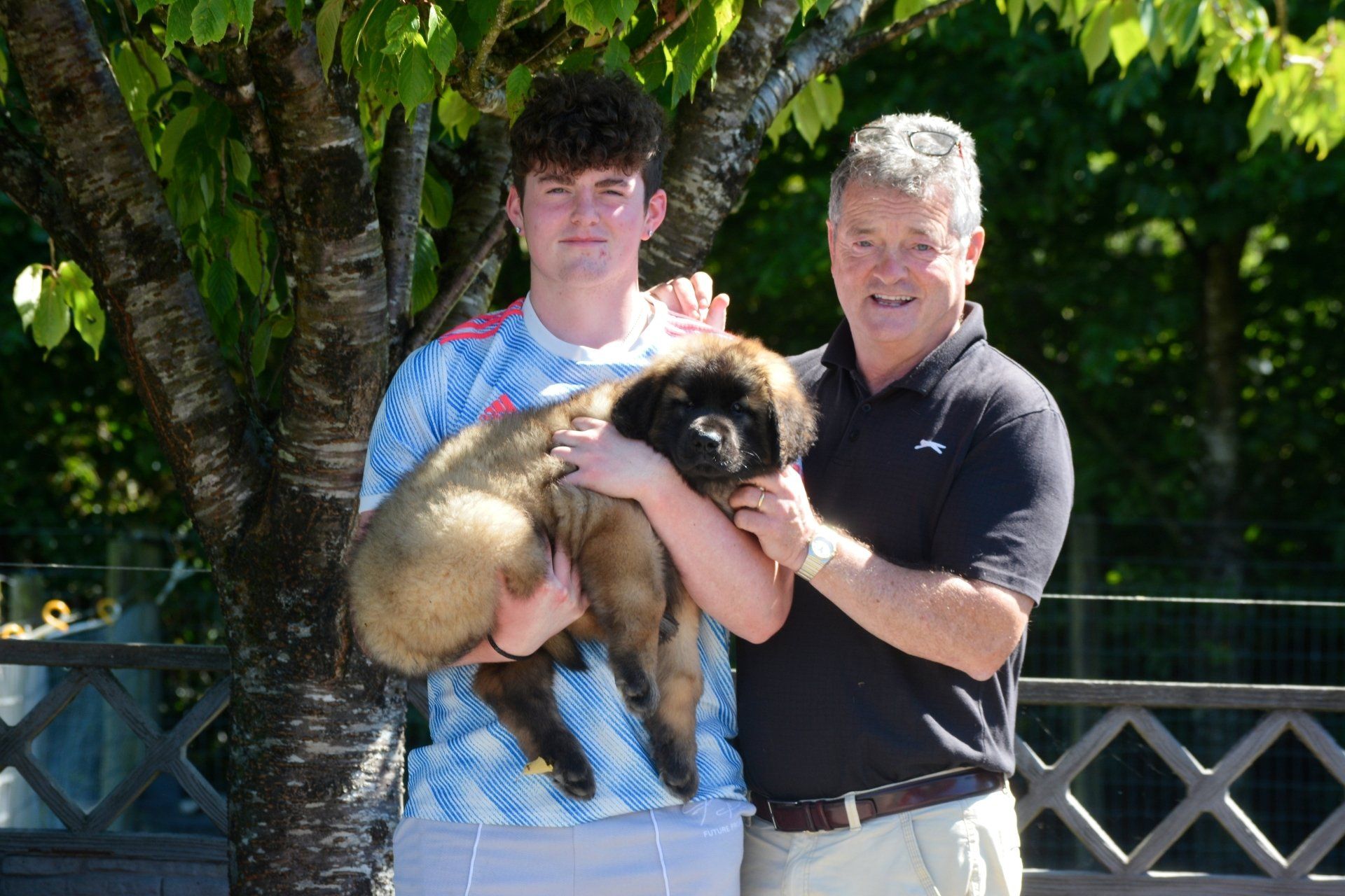 Hillhavenleonbergers leonbergers